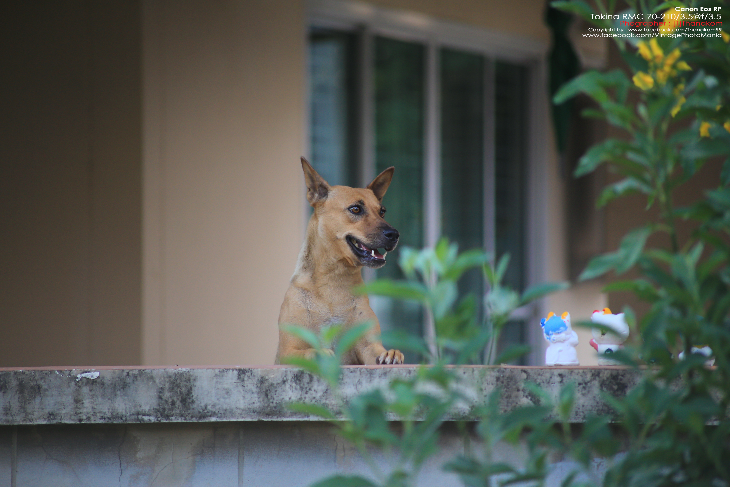 Tokina RMC 70-210/3.5 *Nikon Ai-S Mount เลนส์ไวแสงคมๆโบเก้สวย