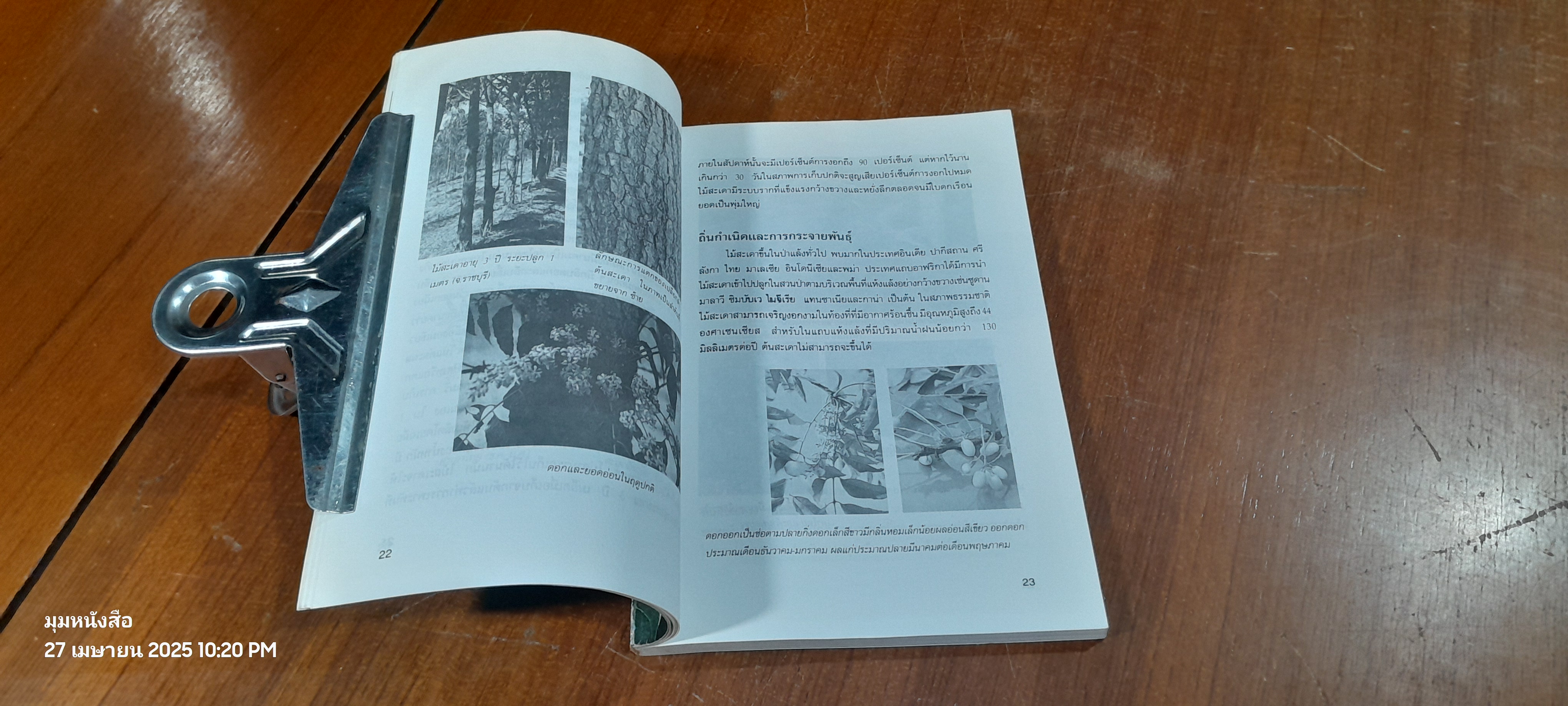 ไม้สะเดา / โชคชัย พรหมแพทย์ (มีรอยโดนน้ำ)