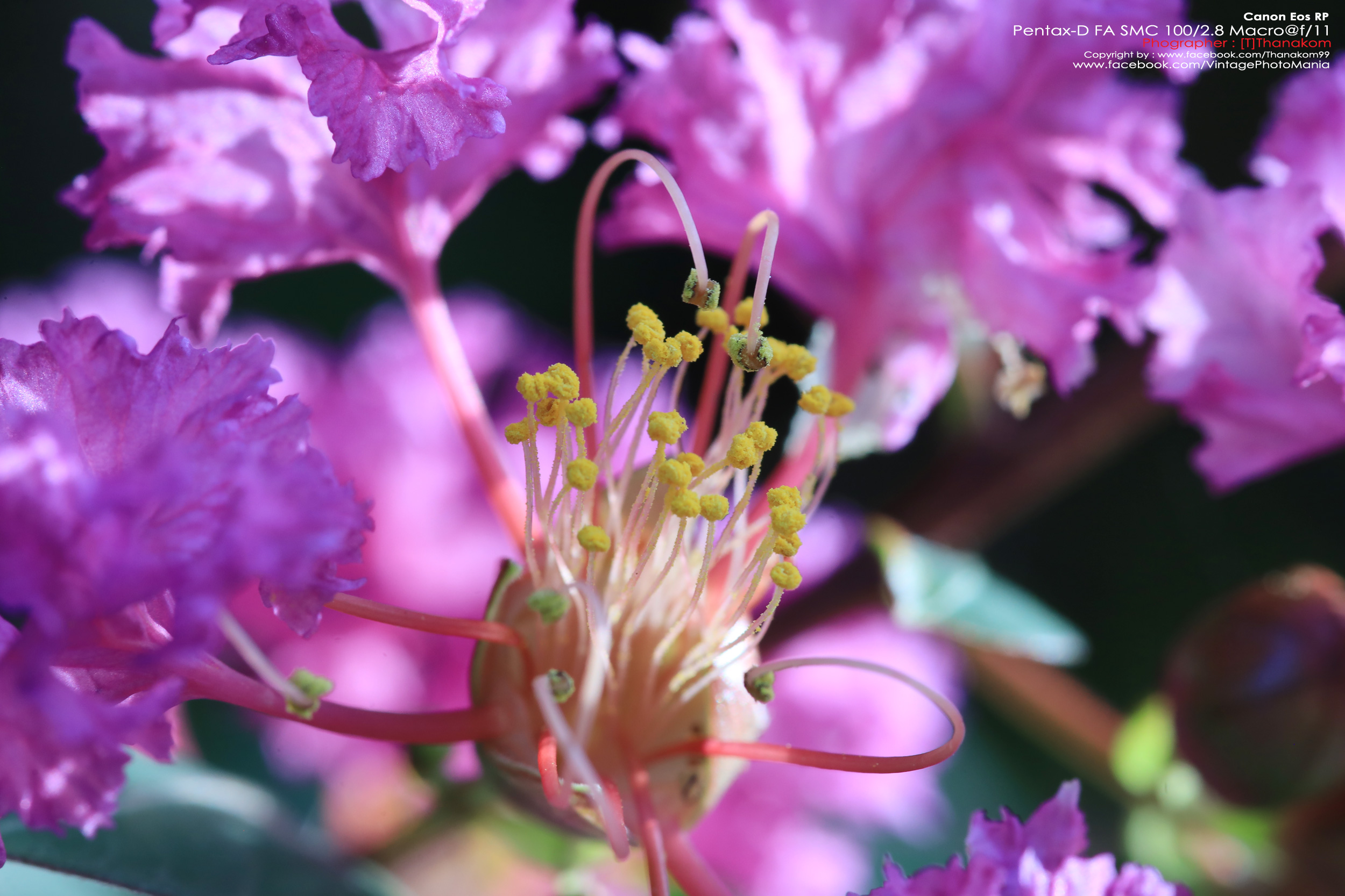 Pentax-D FA SMC 100/2.8 Macro *PK-AF Mount เลนส์มาโครตัวเล็กเบาคมๆ