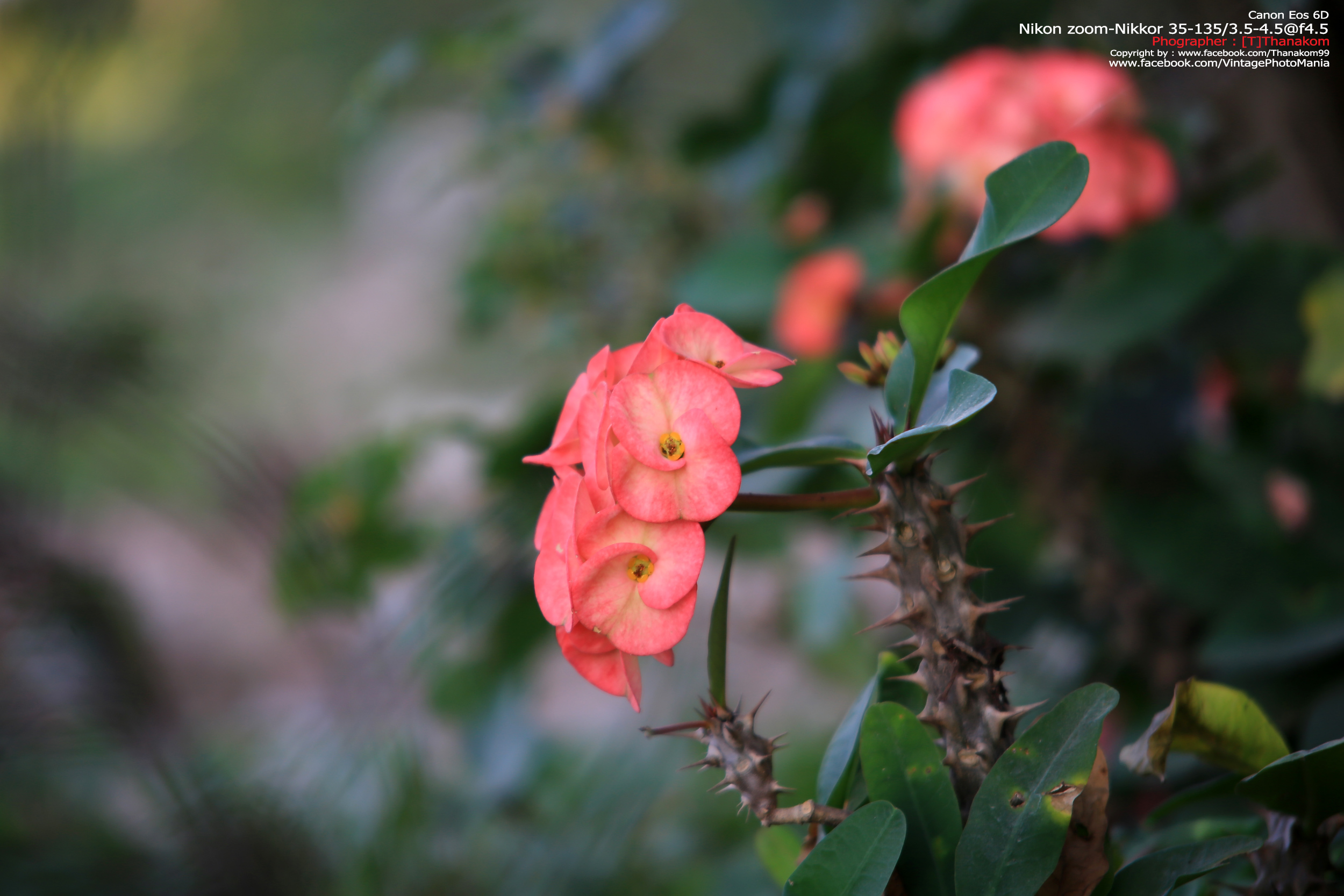 Nikon Zoom-Nikkor 35-135/3.5-4.5 *Nikon Ai-S Mount เลนส์ซูมอเนกประสงค์