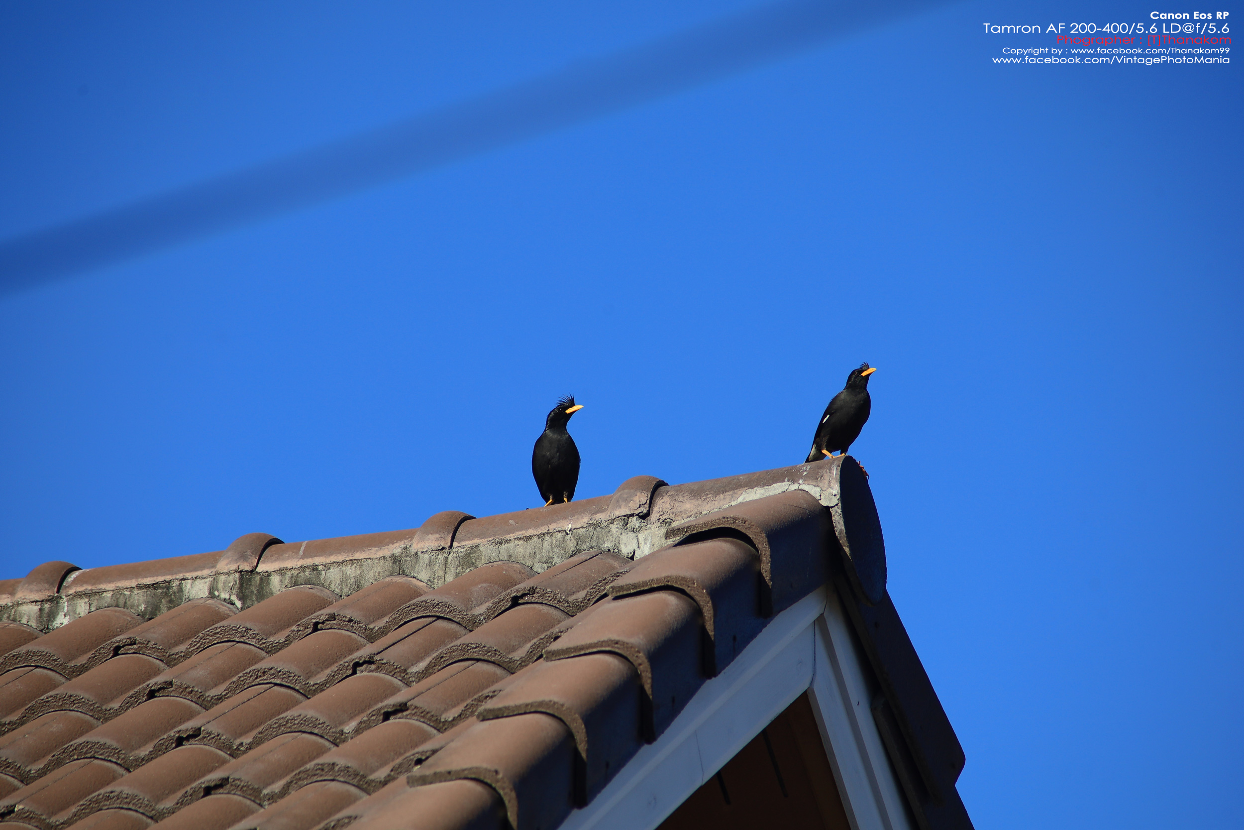 Tamron AF 200-400/5.6 LD *Canon EF เลนส์ซูมซูเปอร์เทเลสายถ่ายนกเอฟไม่ไหล