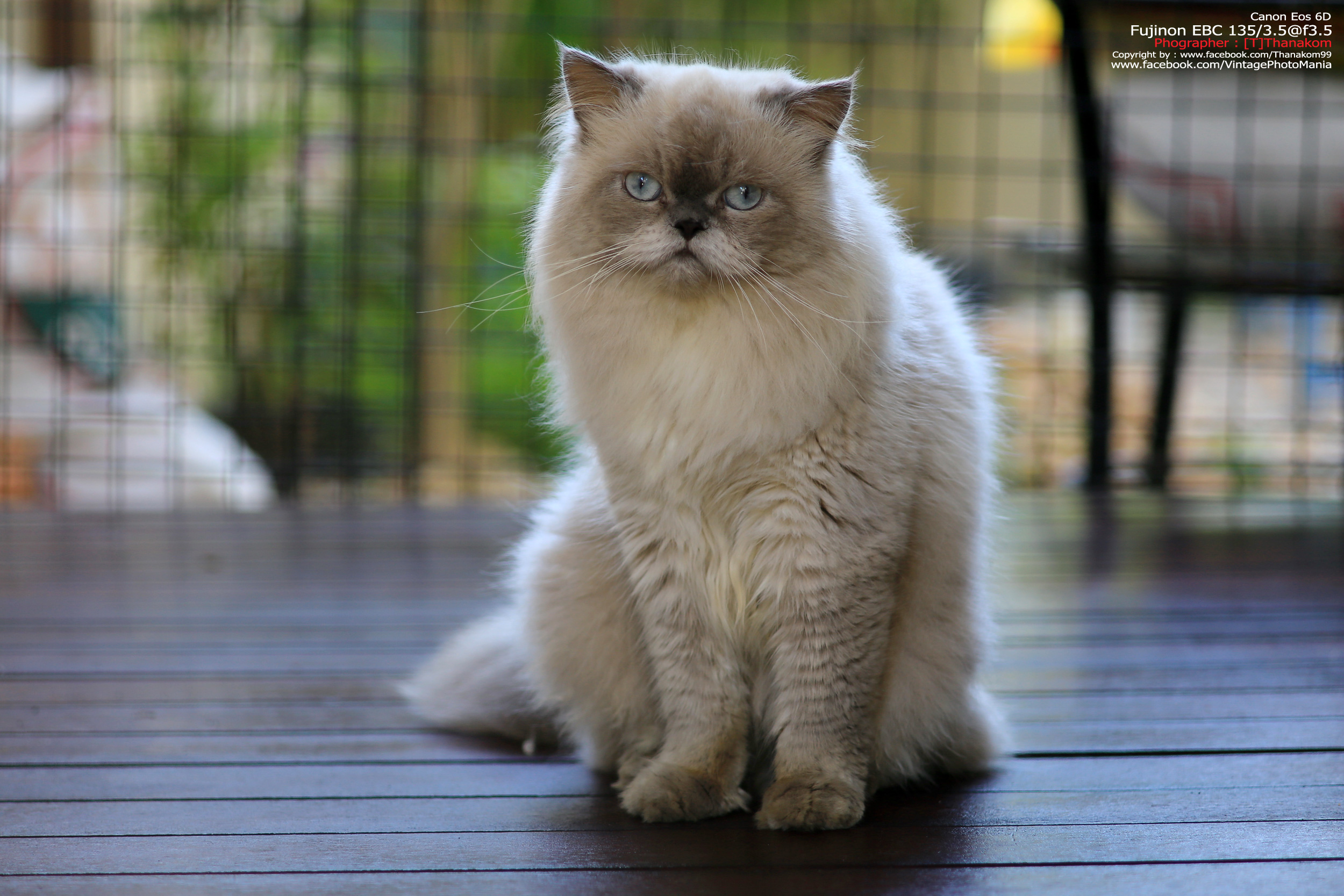 Fujinon EBC 135/3.5 *M42 Mount เลนส์พรอตเทรตตัวเล็กรุ่นหายากของมือหมุนฟูจิ