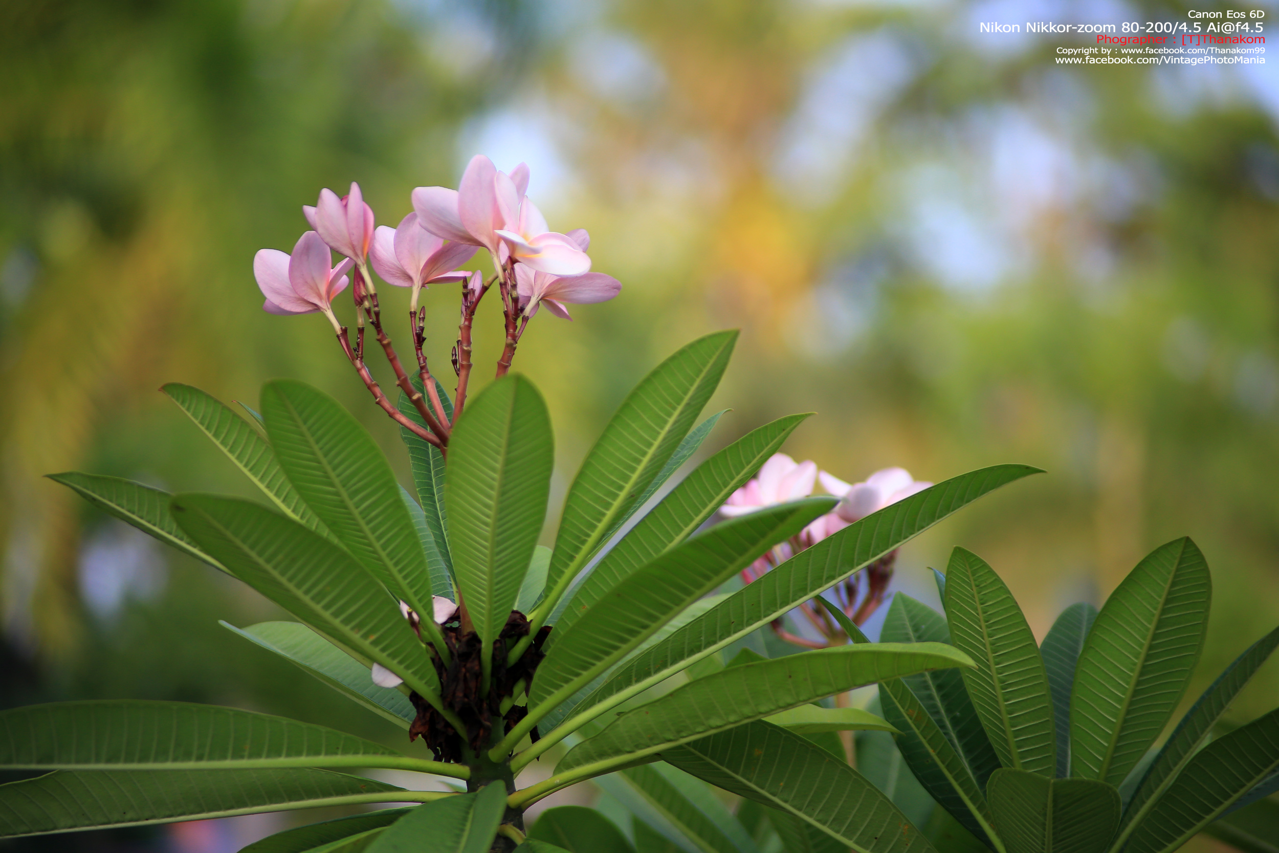 Nikon Zoom-Nikkor.C 80-200/4.5 *Nikon Ai-S Mount