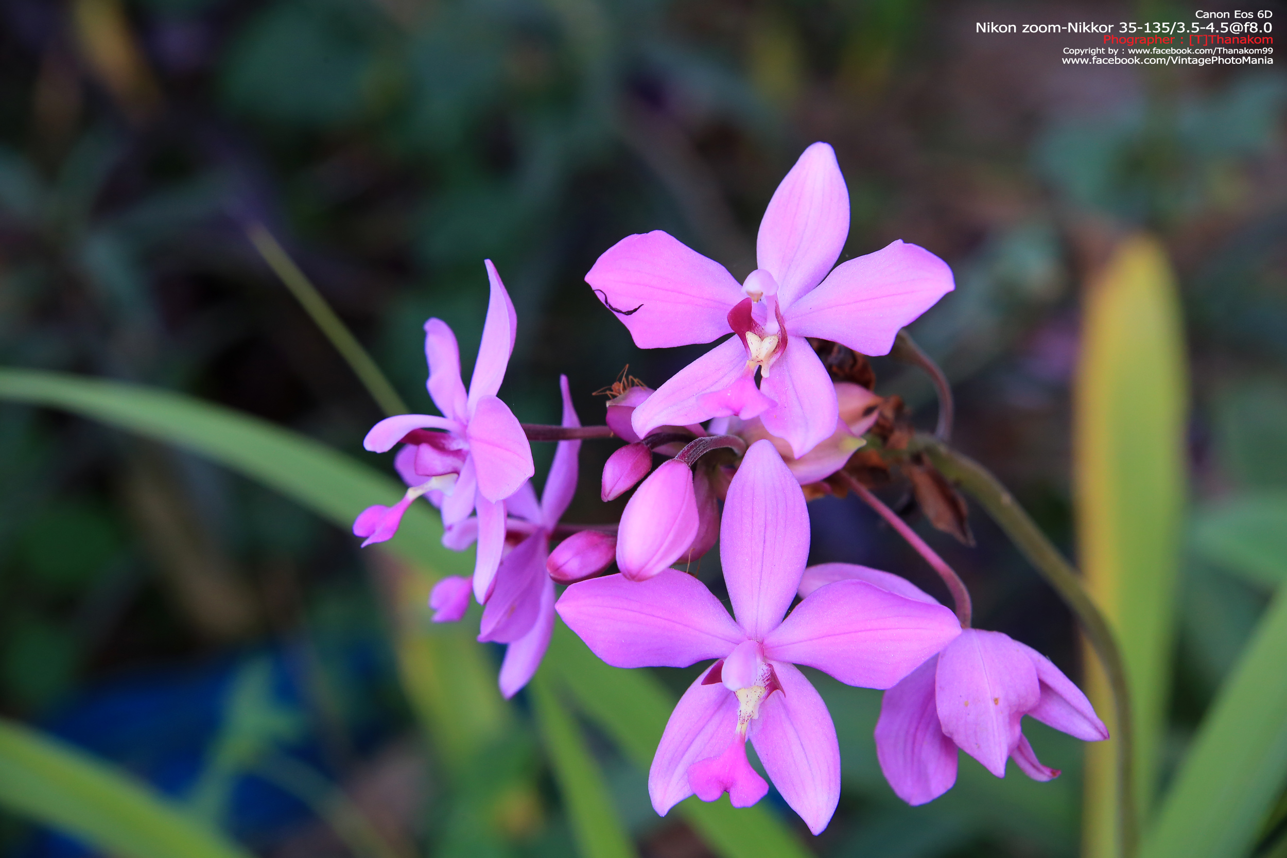 Nikon Zoom-Nikkor 35-135/3.5-4.5 *Nikon Ai-S Mount เลนส์ซูมอเนกประสงค์