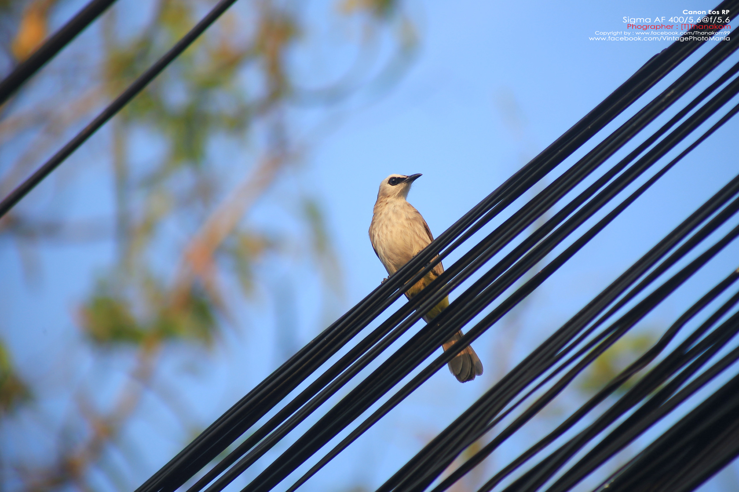 Sigma AF 400/5.6 *Nikon AF-D Mount เลนส์ซูมซูเปอร์เทเลสายถ่ายนกเอฟกว้าง