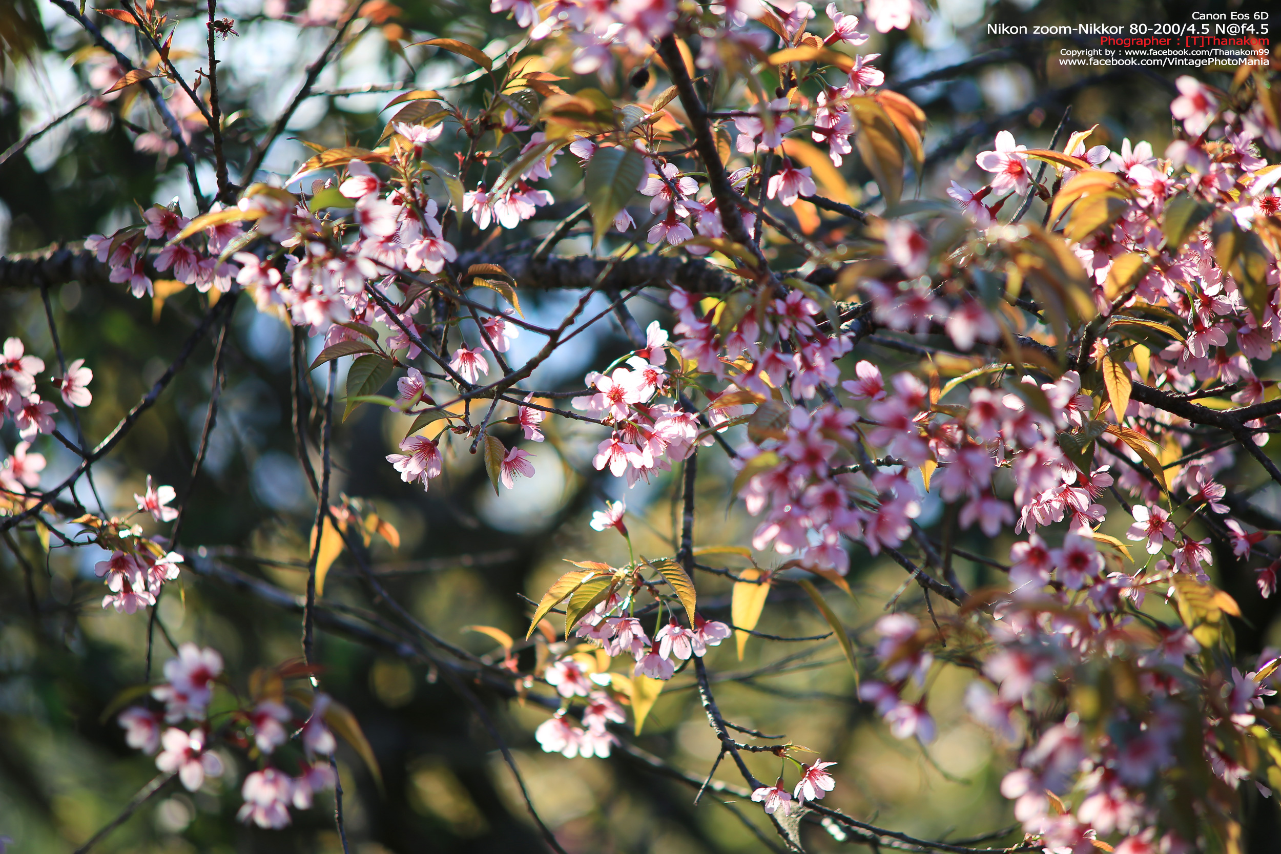 Nikon Zoom-Nikkor 80-200/4.5 N *Nikon Ai-S Mount เลนส์ซูมมือหมุนระยะไกลคมๆจากนิค่อน