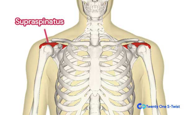 เป็นกล้ามเนื้อที่ซ่อนอยู่ใน กล้ามเนื้อ Deltoid ซึ่งจะมองจากภายนอกไม่เห็น