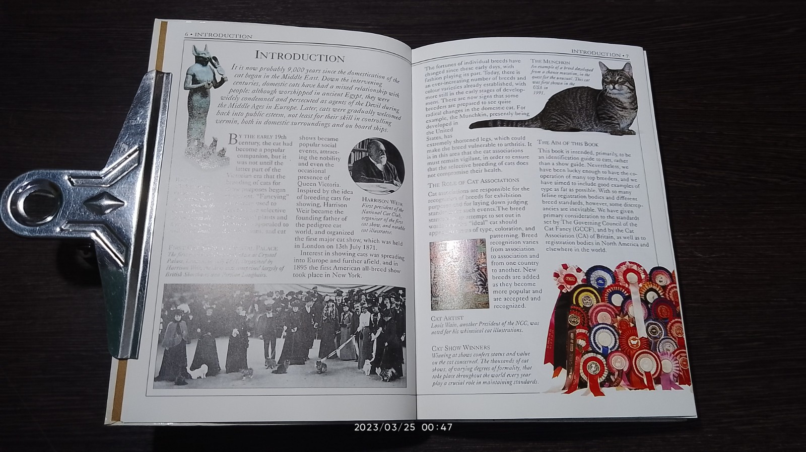 CATS / David Alderton