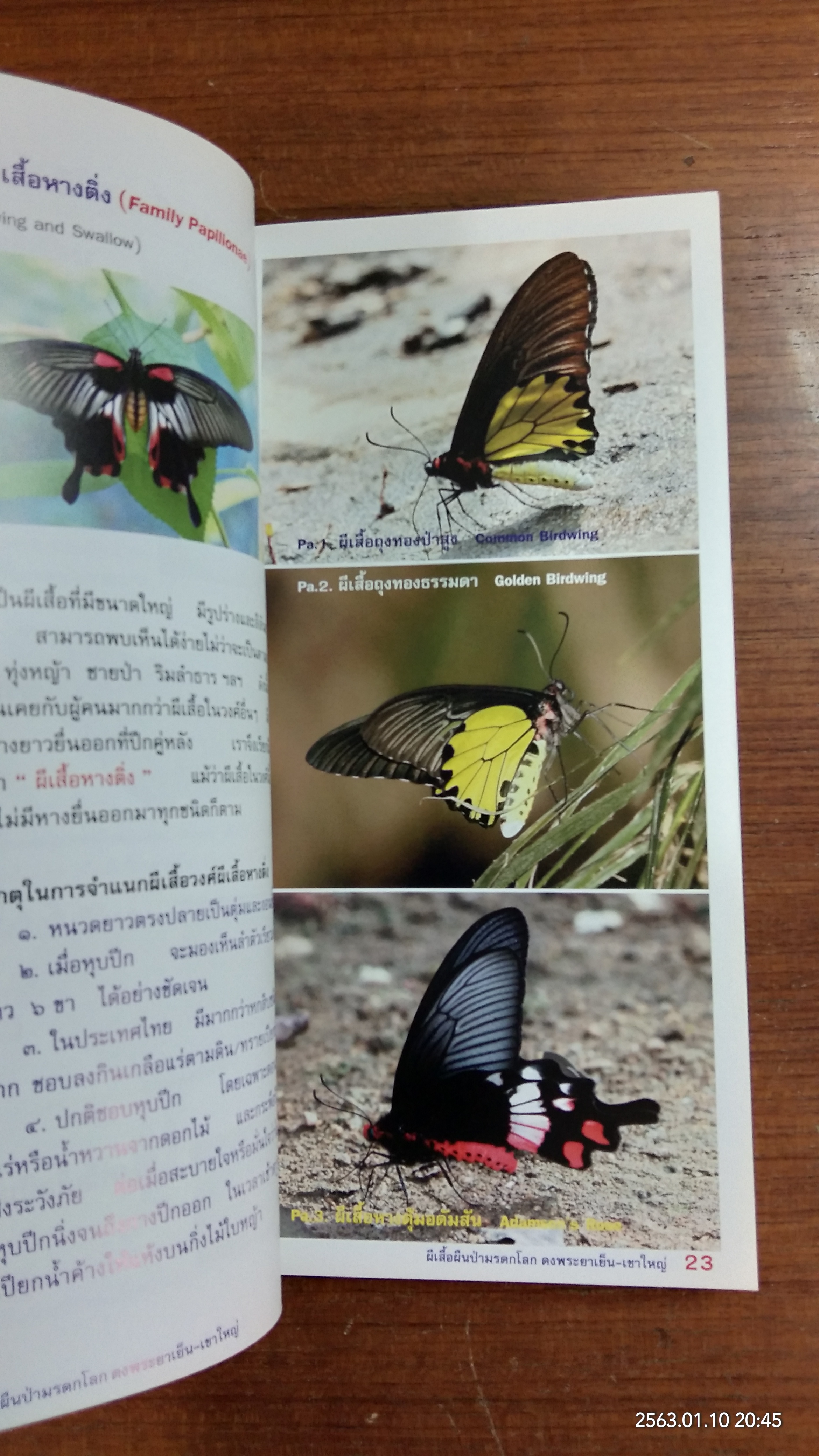 ผีเสื้อ ผืนป่ามรดกโลก / สินธุยศ จันทรสาขา