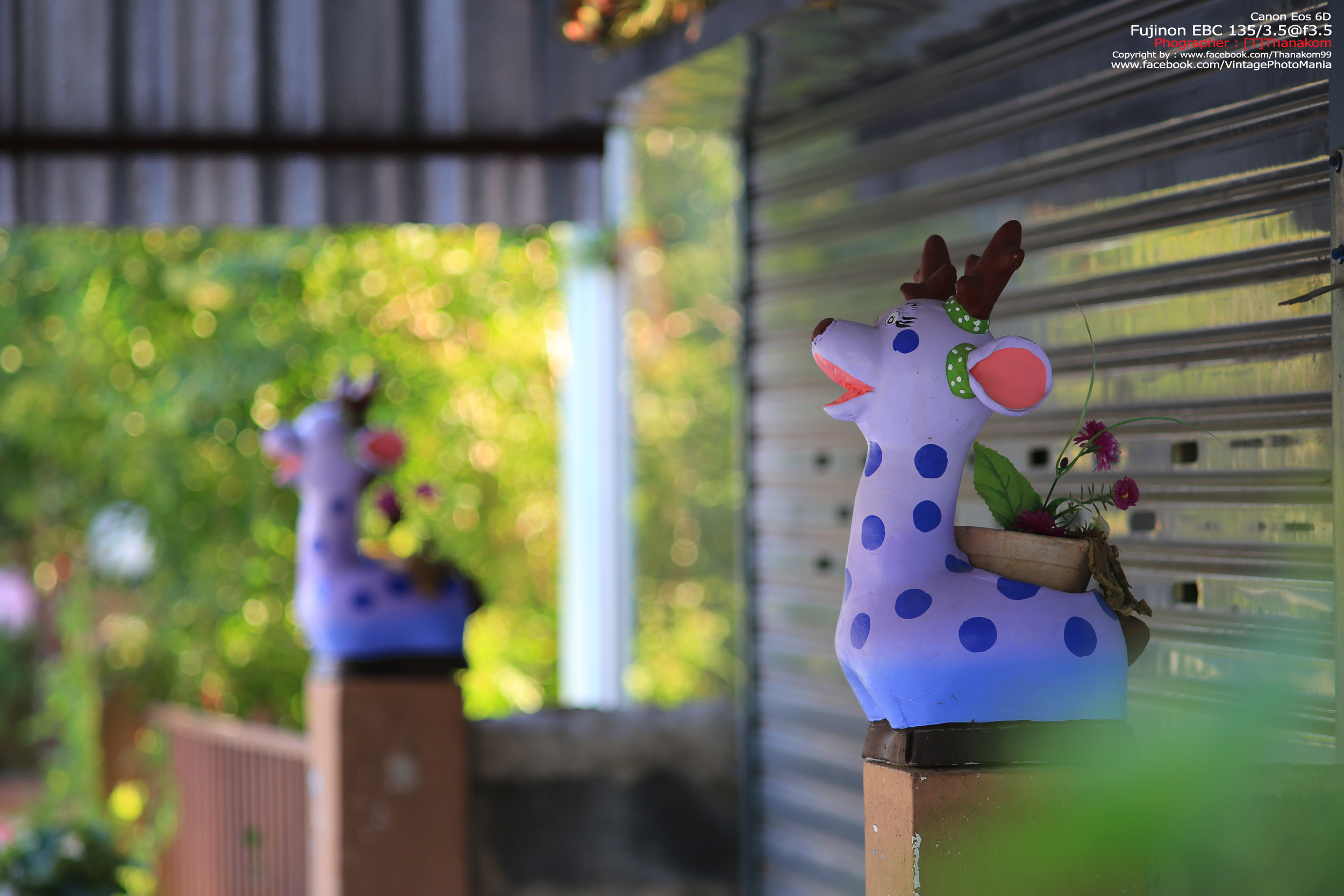 Fujinon EBC 135/3.5 *M42 Mount เลนส์พรอตเทรตตัวเล็กรุ่นหายากของมือหมุนฟูจิ