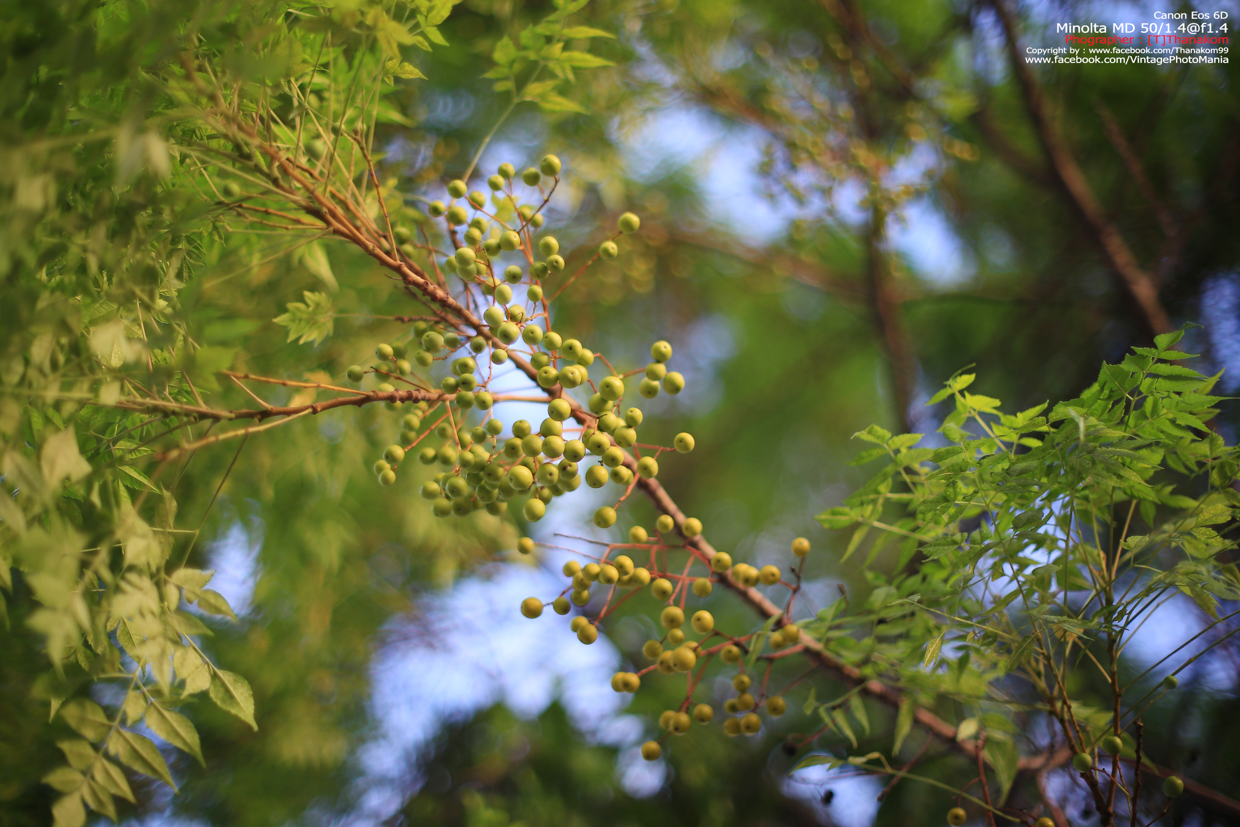 Minolta MC Rokkor-PG 50/1.4 *MD Mount เลนส์ไวแสงละลายฉากหลังสวย