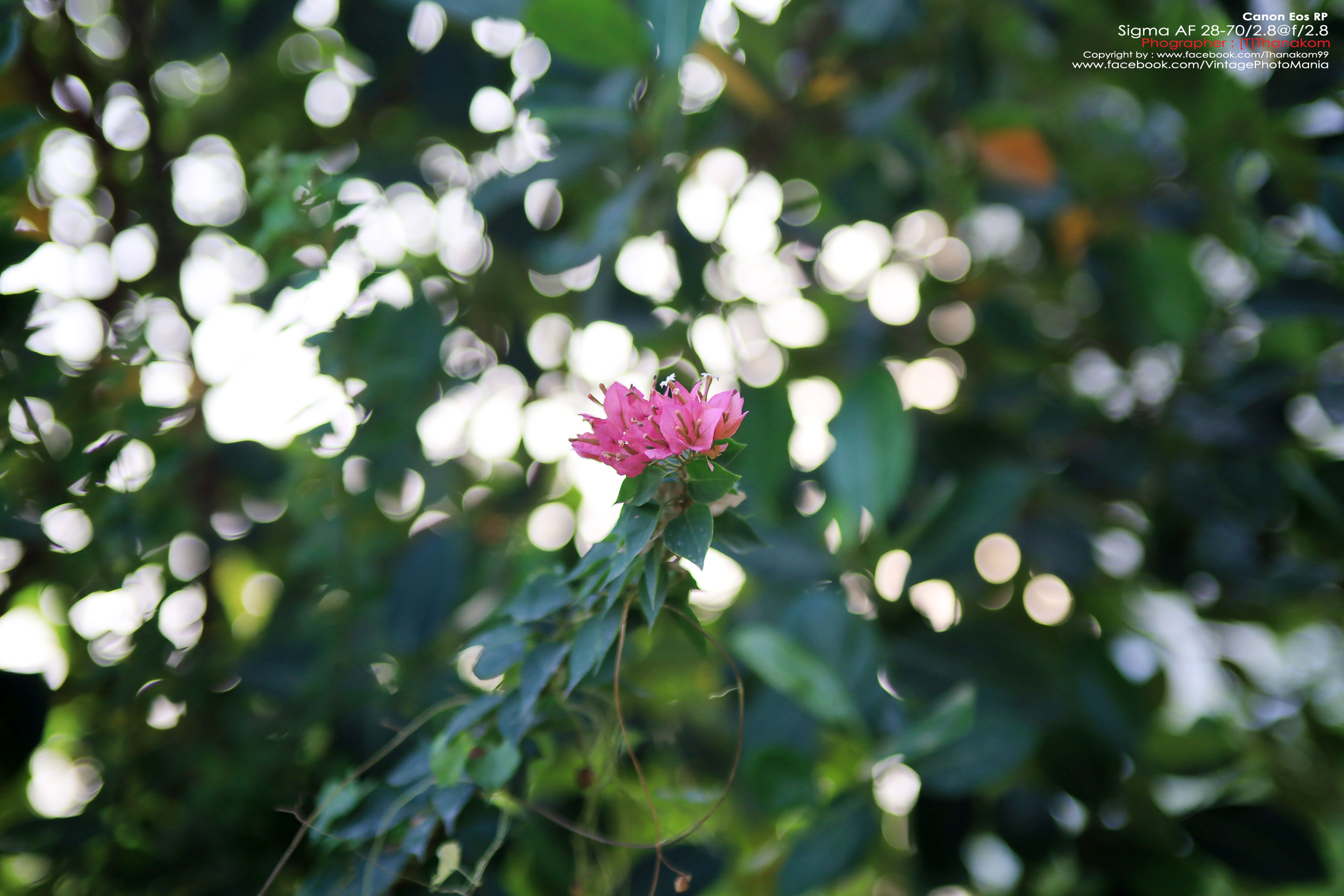 Sigma 28-70/2.8 *Nikon Ai-S Mount เลนส์โปรไวแสงละลายฉากหลังสวย