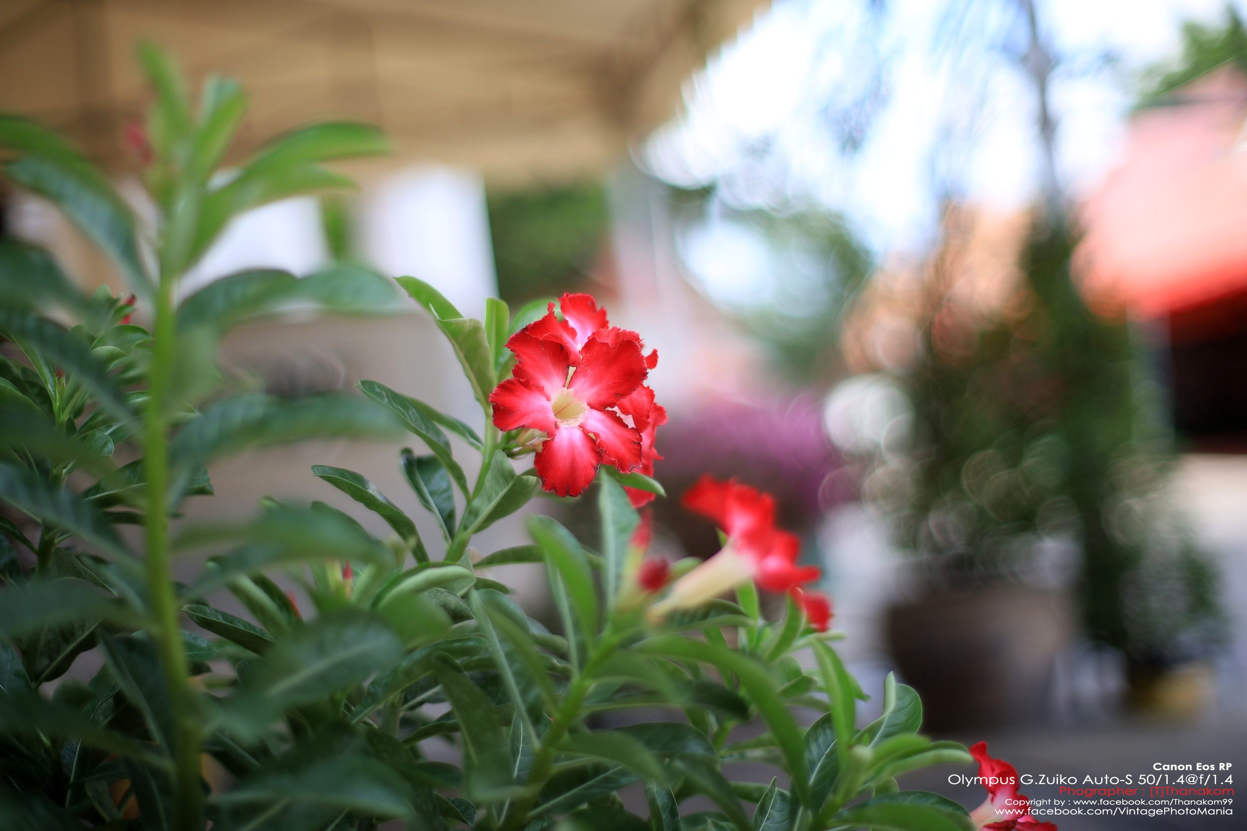 Olympus G.Zuiko Auto-S 50/1.4 *OM Mount เลนส์ไวแสงละลายฉากหลังสวย