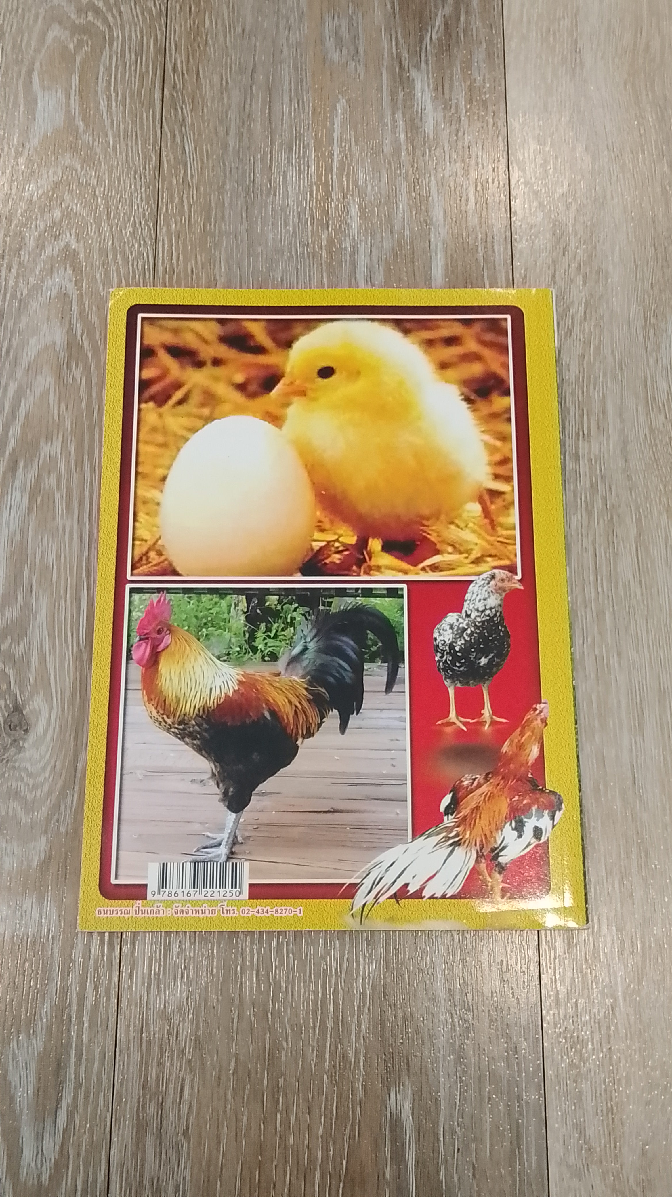 เทคนิคการเพาะเลี้ยง ไก่พื้นเมืองไทย ไก่พันธุ์เนื้อ ไก่พันธุ์เนื้อญี่ปุ่น