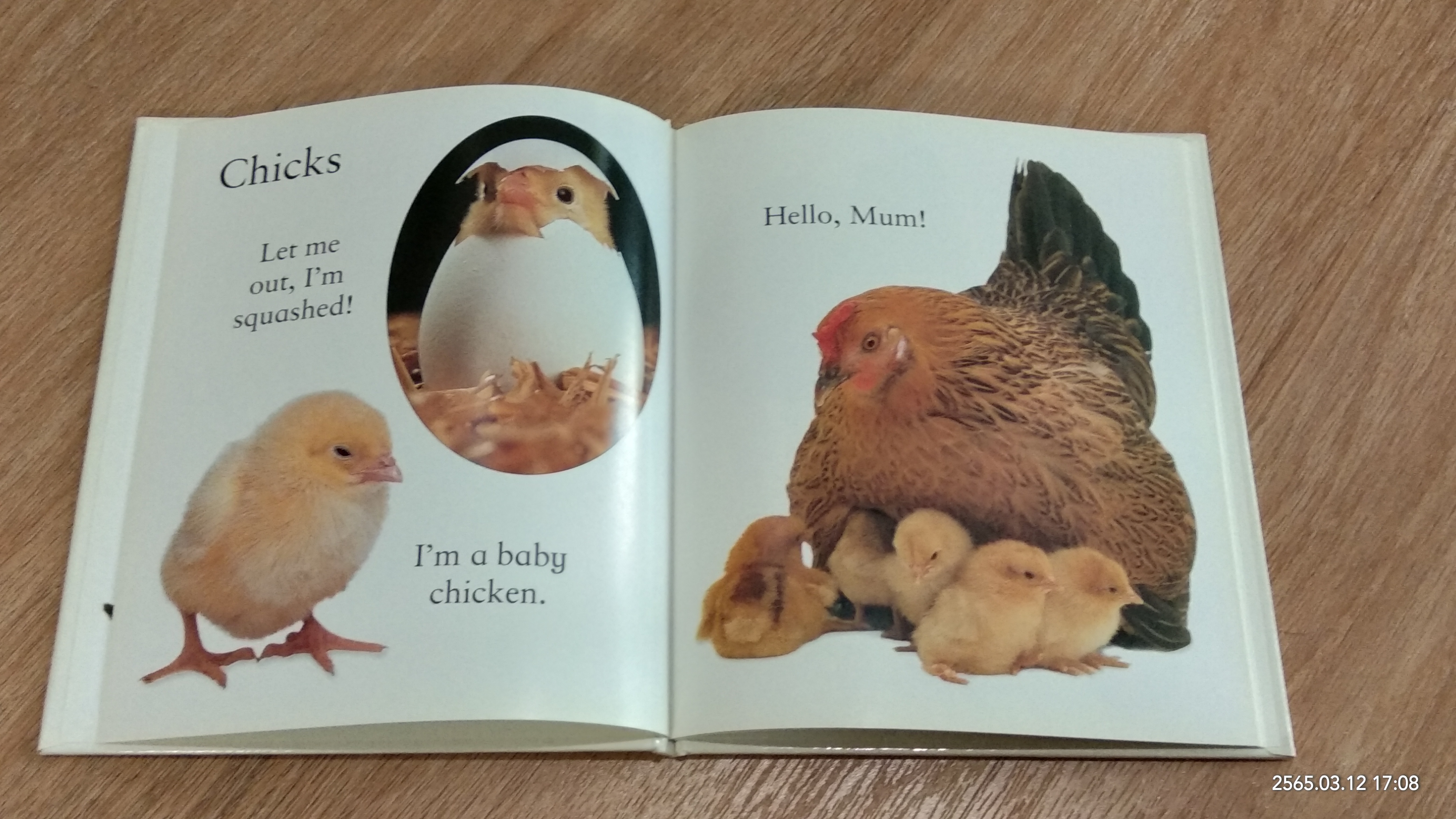 Baby Animals Avery first picture book