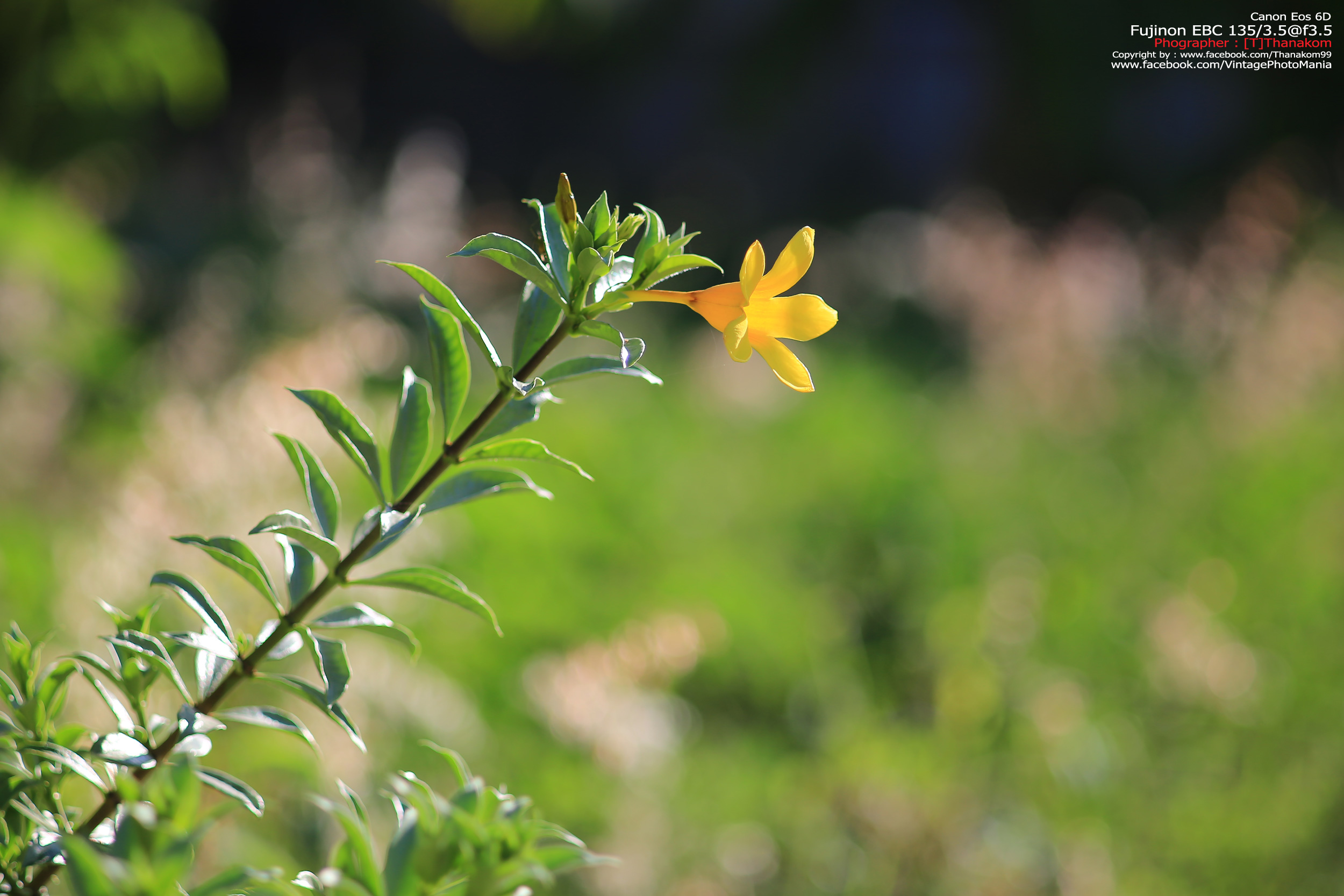 Fujinon EBC 135/3.5 *M42 Mount เลนส์พรอตเทรตตัวเล็กรุ่นหายากของมือหมุนฟูจิ