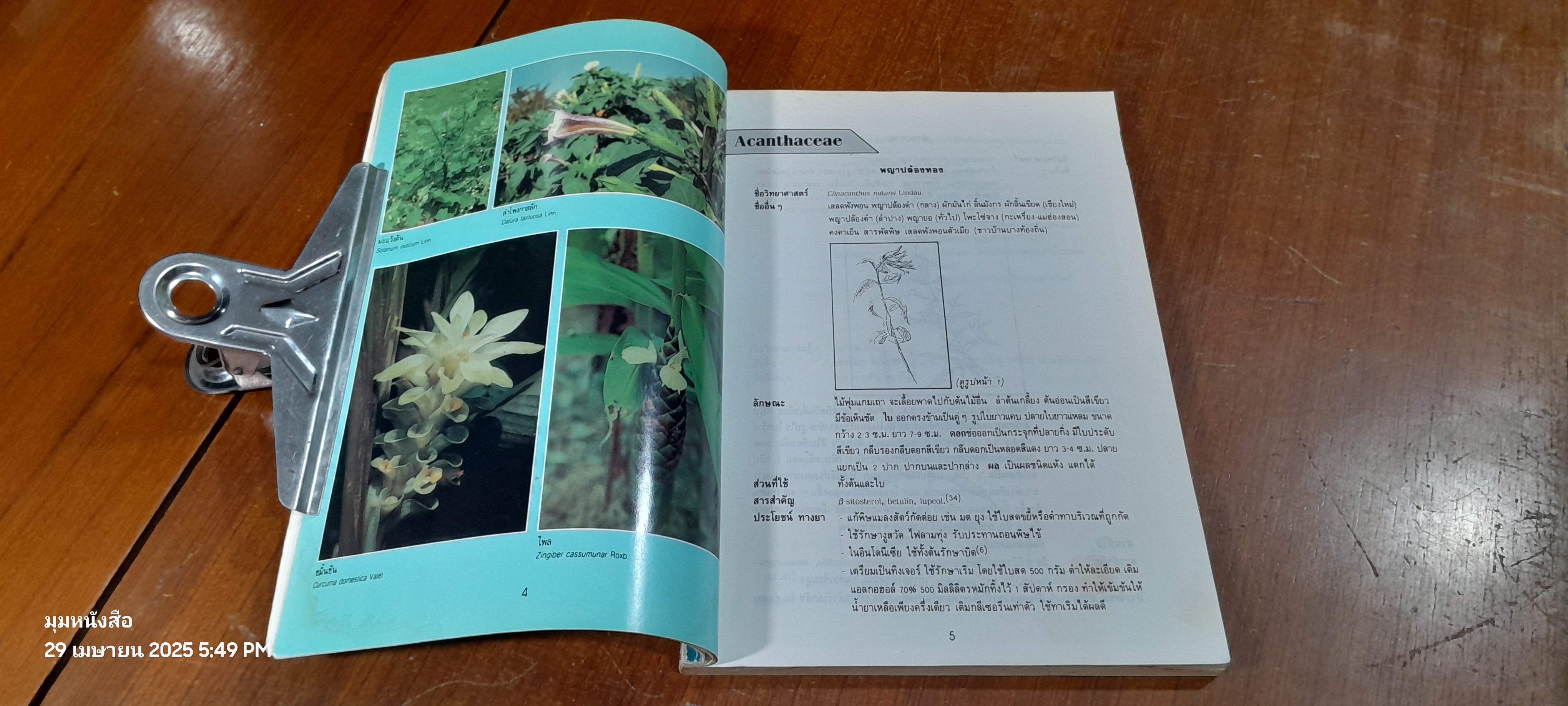 สมุนไพรก้าวใหม่ : แก้ไขปรับปรุงใหม่จากตำราวิทยาศาสตร์สมุนไพร (มีรอยโดนน้ำ) / ศ.พเยาว์ เหมือนวงษ์ญาติ