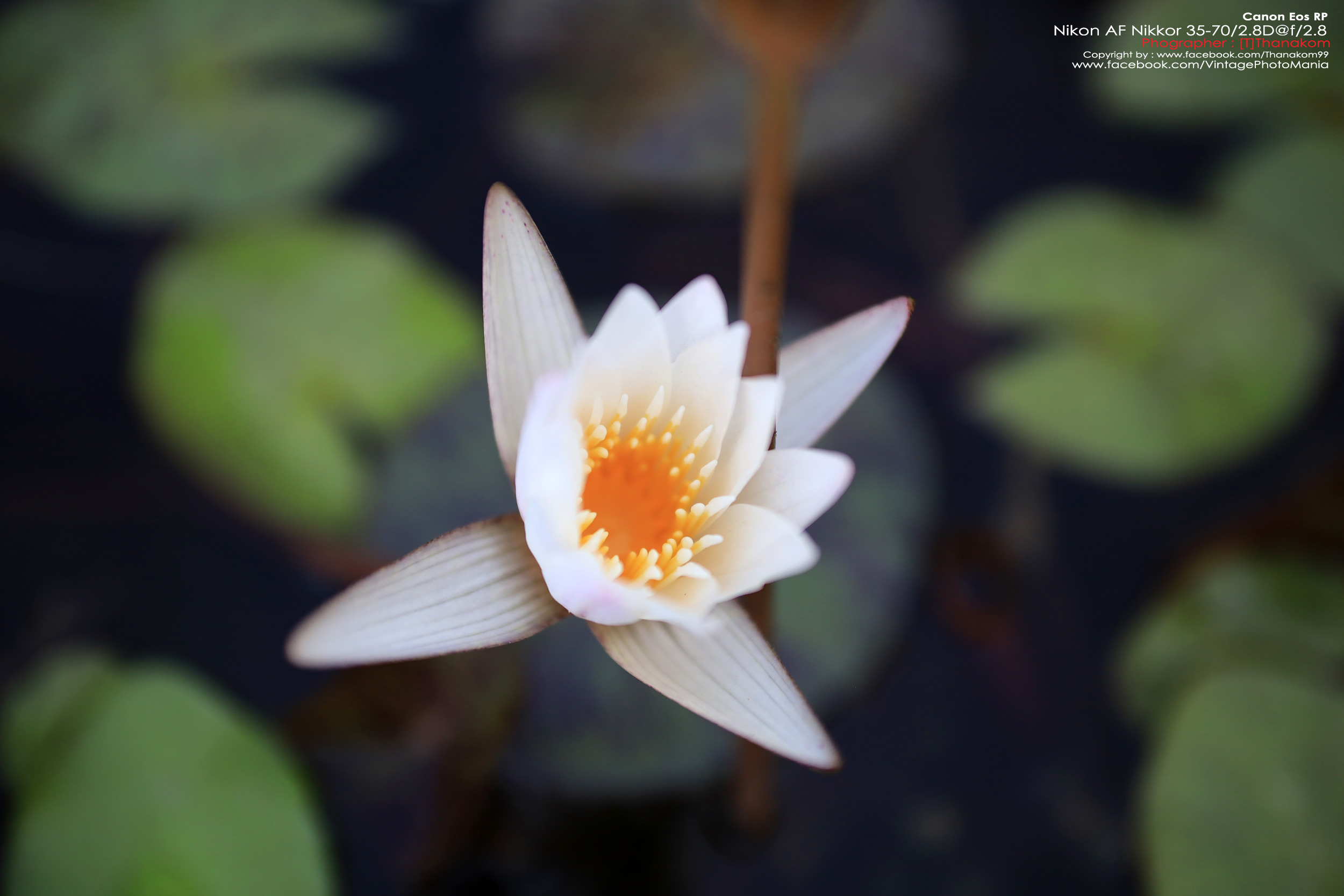 Nikon AF Nikkor 35-70/2.8 *Nikon AF-D Mount เลนส์ซูมเกรดโปรเอฟไม่ไหล