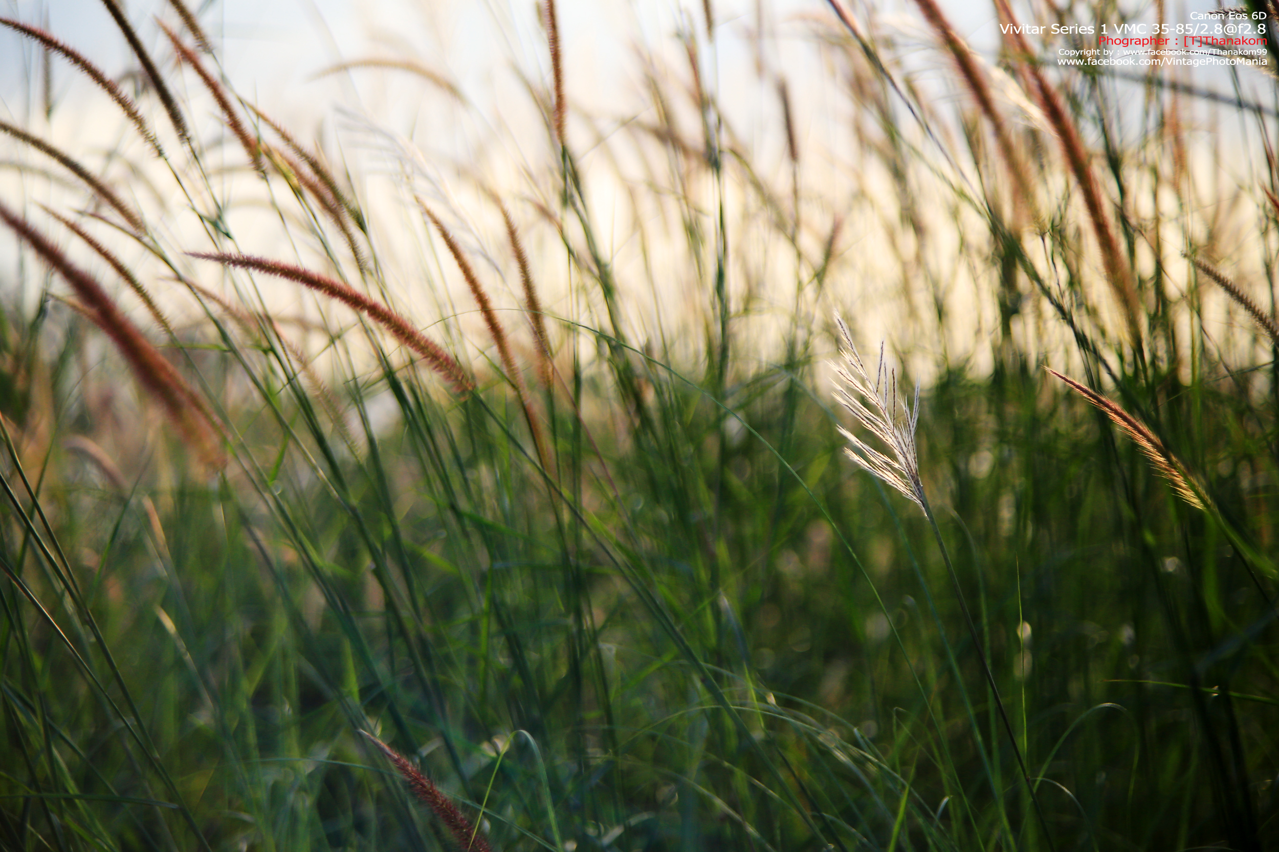 Vivitar Series-1 VMC 35-85/2.8 *FD Mount เลนส์ไวแสงที่หายากมากจากวิวิตา