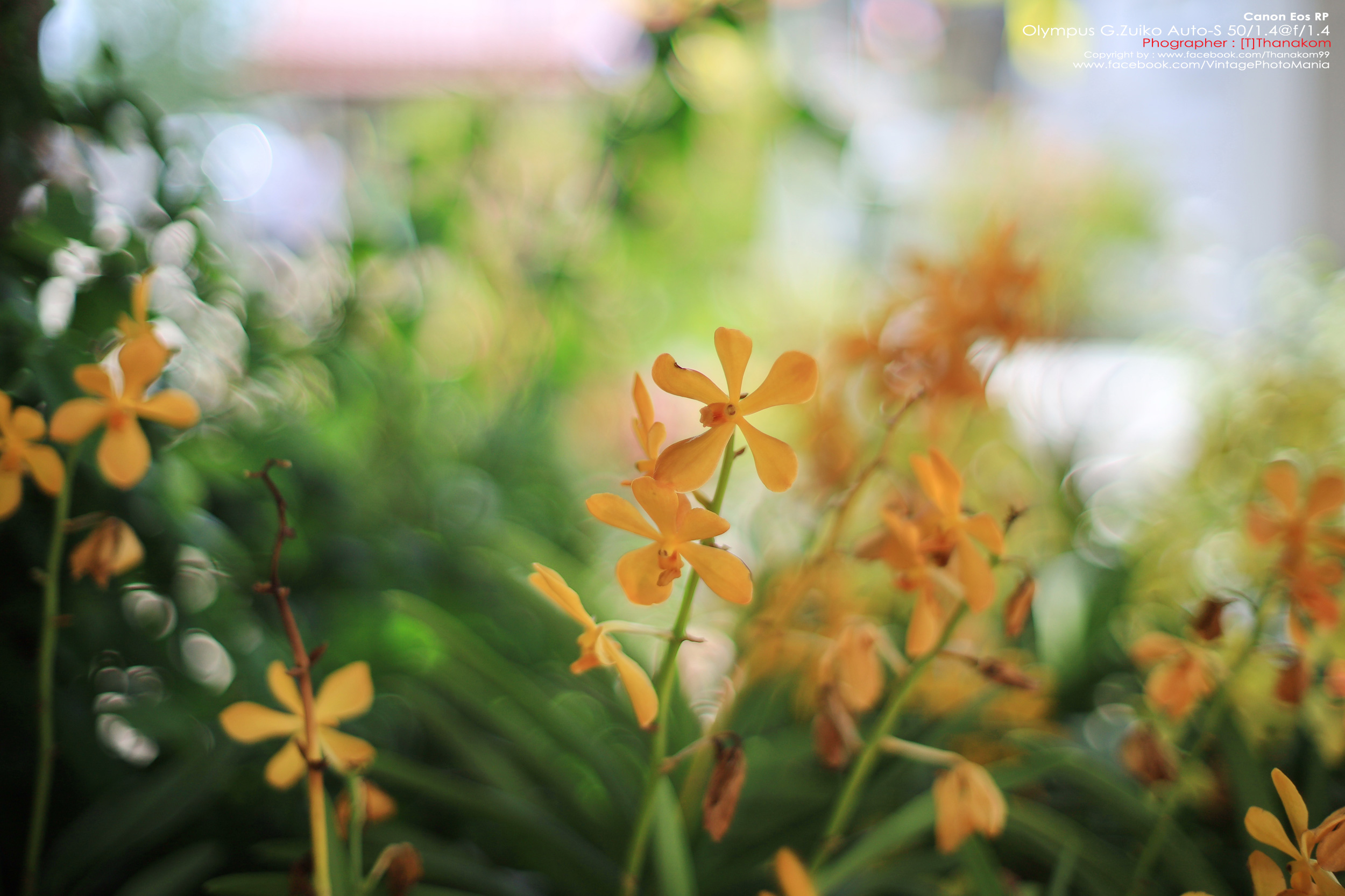 Olympus G.Zuiko Auto-S 50/1.4 *OM Mount เลนส์ไวแสงละลายฉากหลังสวย