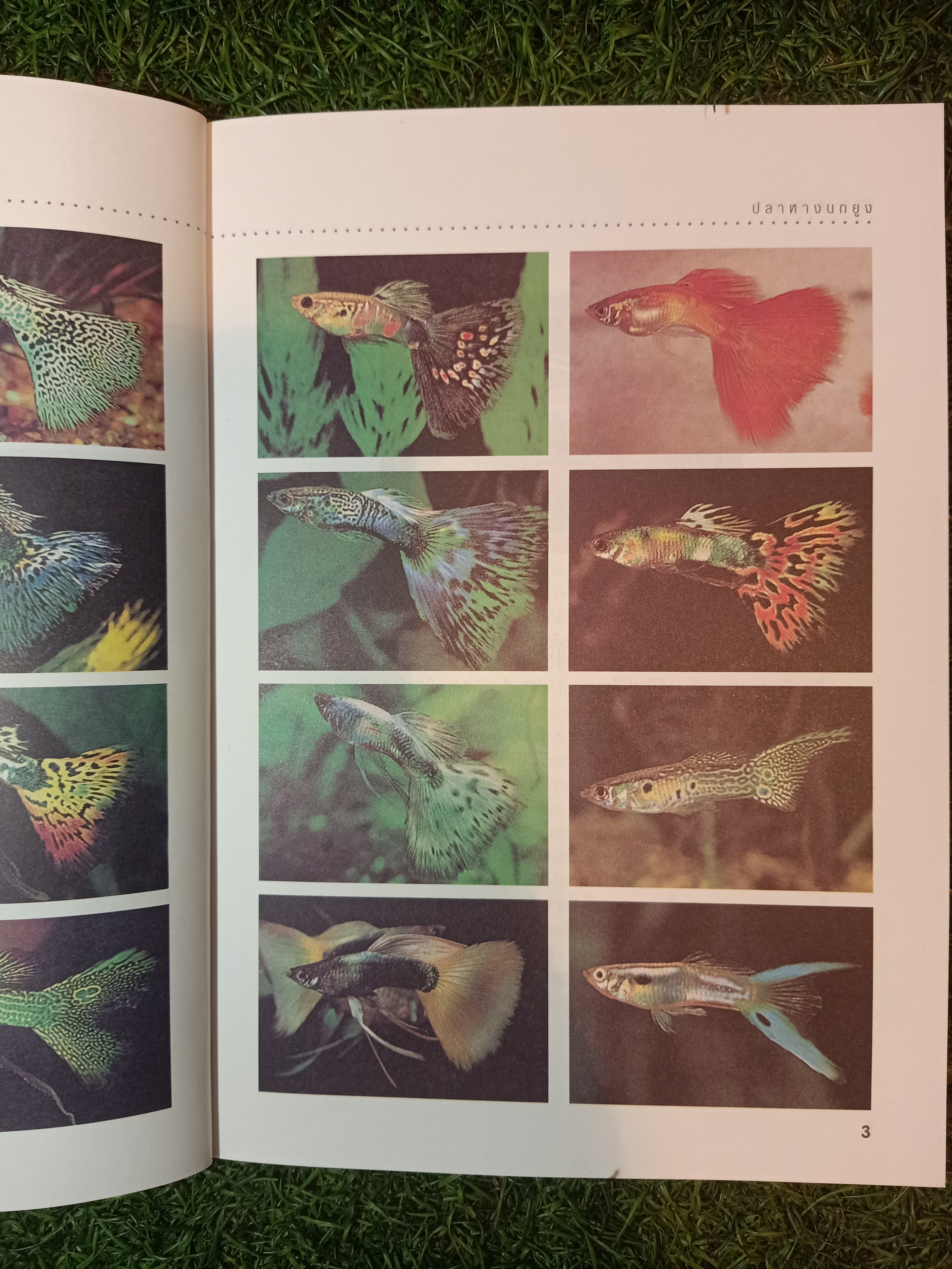 สายพันธุืและการเพาะเลี้ยง ปลาหางนกยูง GUPPY / กฤษณา แก้วชะอุ่ม ภีระ ไกรแสงศรี