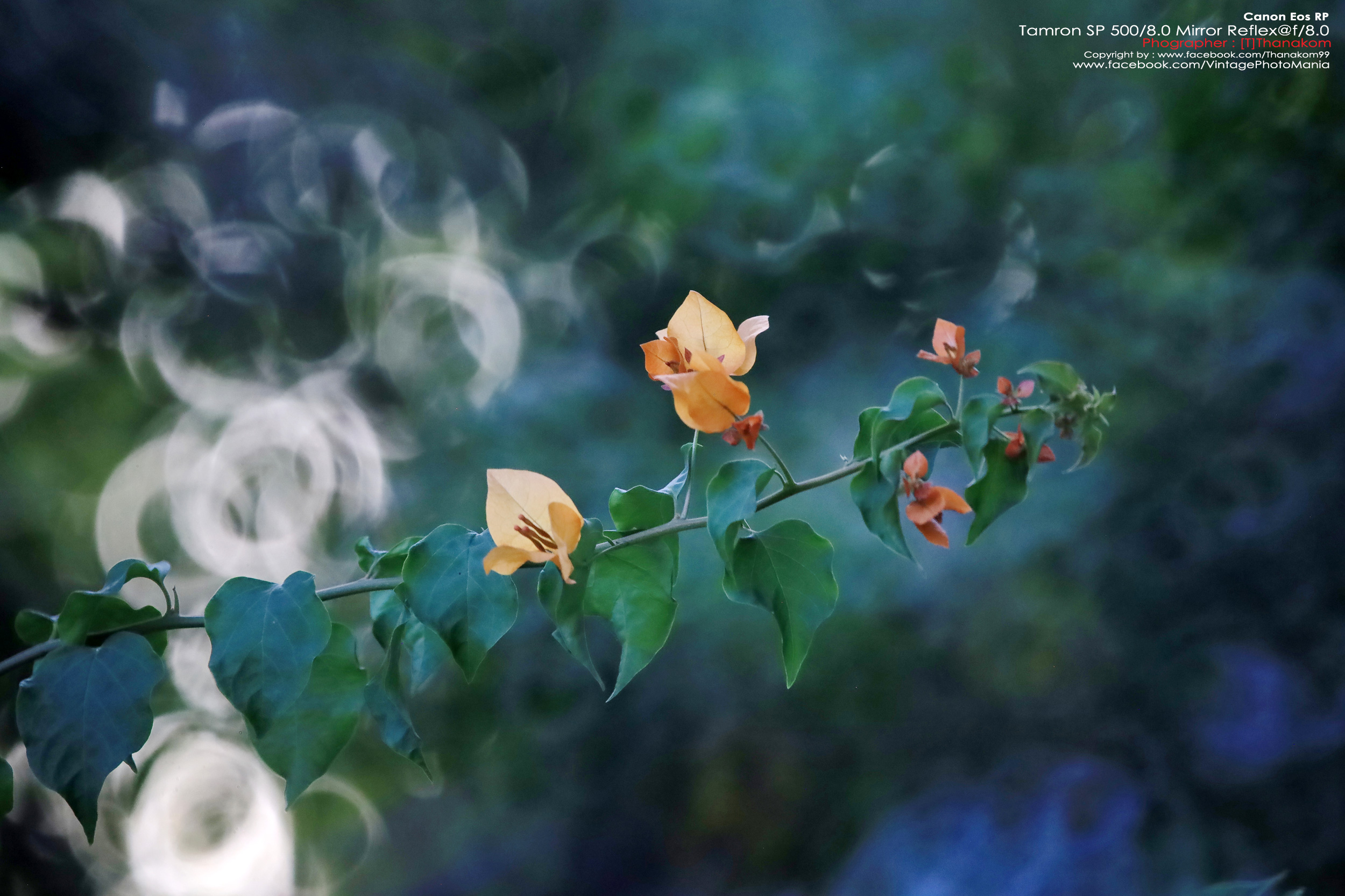 Tamron SP 500/8.0 Mirror Reflex Macro *Canon EF Mount เลนส์ถ่ายไกลสุดๆโบเก้โดนัท