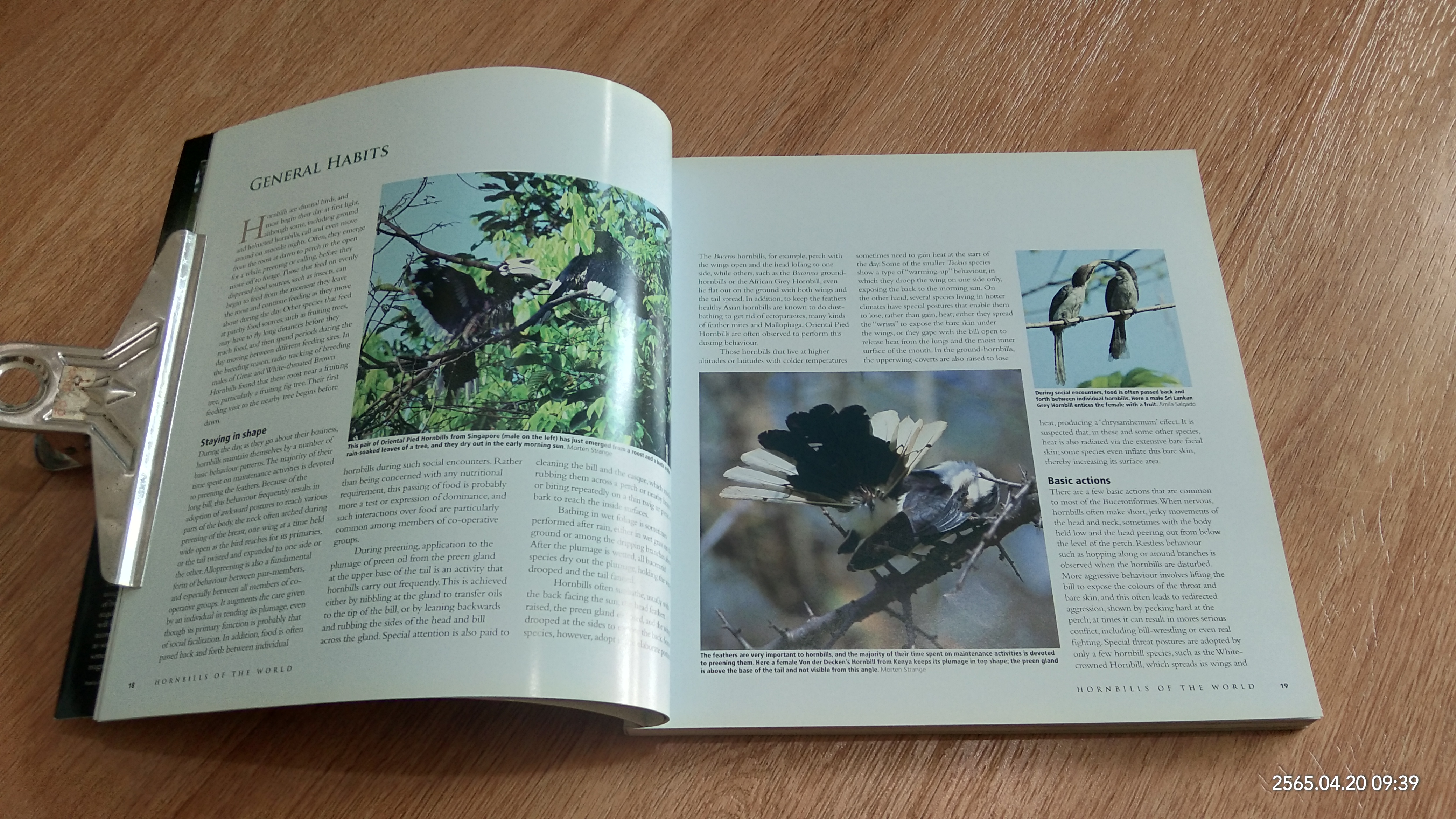 HORNBILLS OF THE WORLD / Poonswad, Pilai, Alan Kemp, Morten Strange