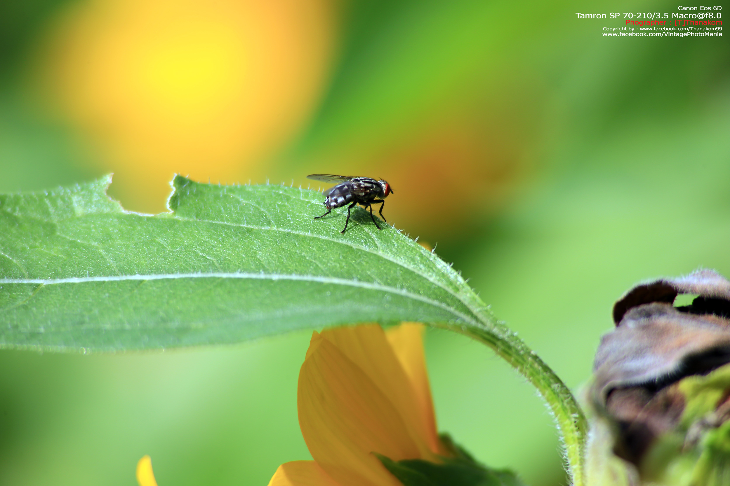 Tamron SP 70-210/3.5 CF Macro *Nikon Ai-S Mount เลนส์ไวแสงคมๆโบเก้สวย