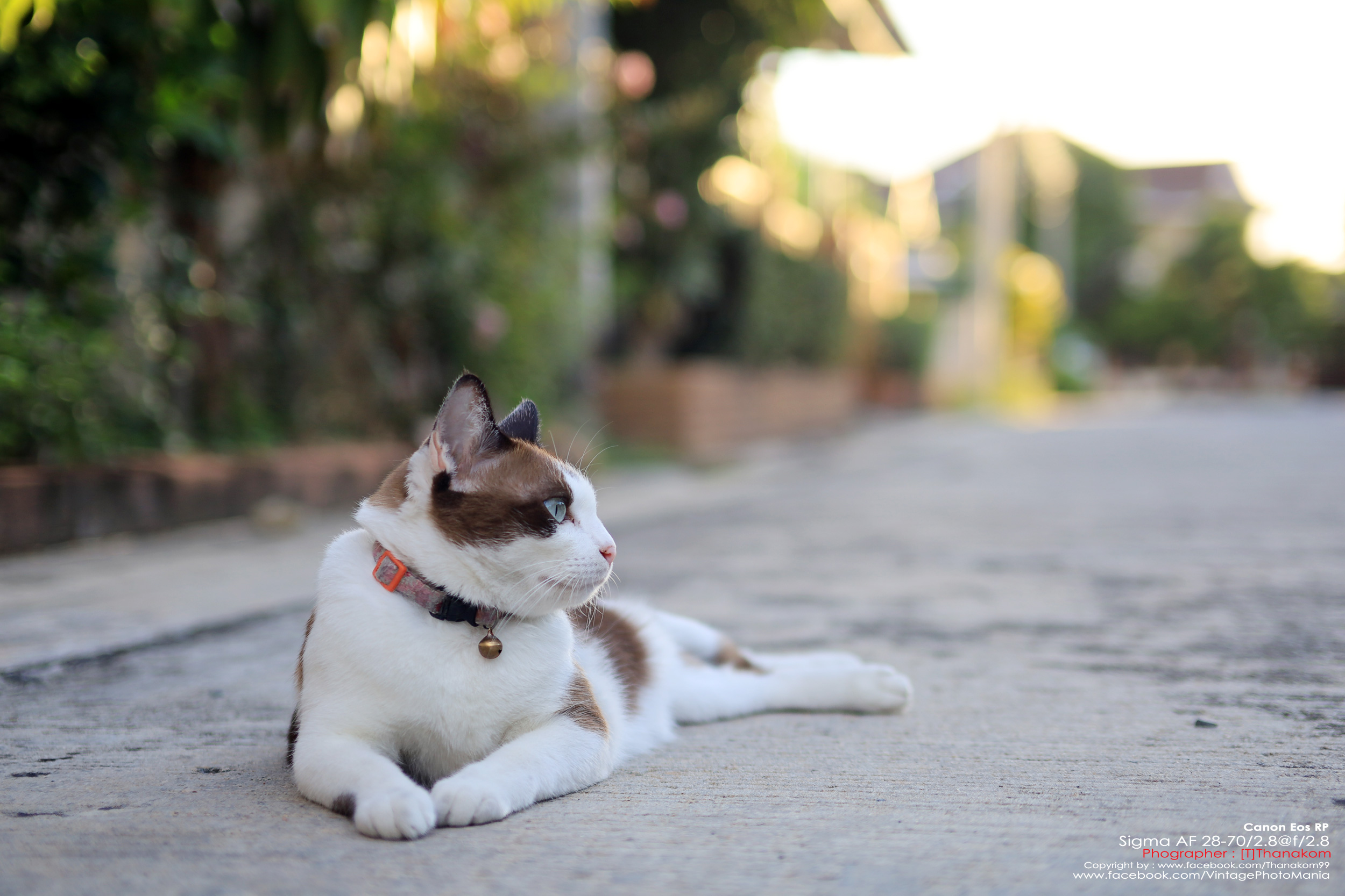 Sigma 28-70/2.8 *Nikon Ai-S Mount เลนส์โปรไวแสงละลายฉากหลังสวย