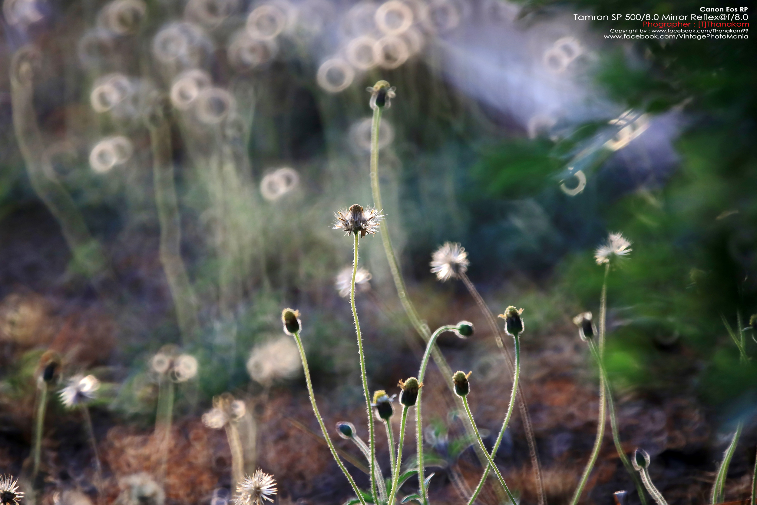 Tamron SP 500/8.0 Mirror Reflex Macro *Canon EF Mount เลนส์ถ่ายไกลสุดๆโบเก้โดนัท