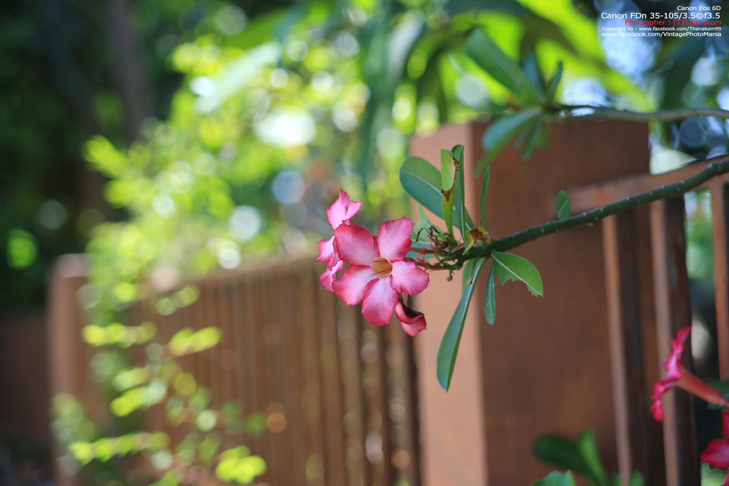 Canon FD 35-105/3.5 *FD Mount เลนส์อเนกประสงค์ไวแสงเอฟไม่ไหล