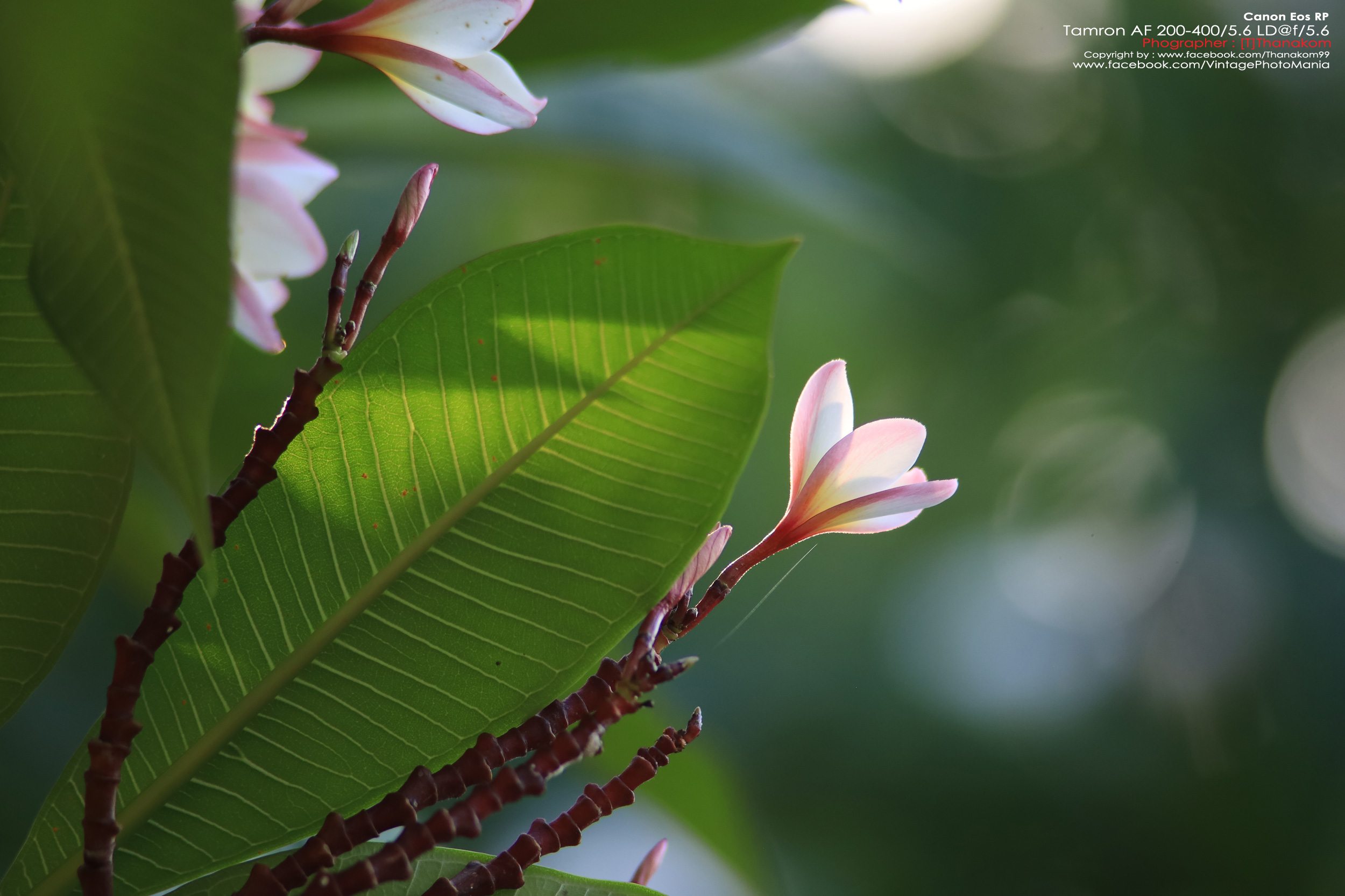 Tamron AF 200-400/5.6 LD *Canon EF เลนส์ซูมซูเปอร์เทเลสายถ่ายนกเอฟไม่ไหล