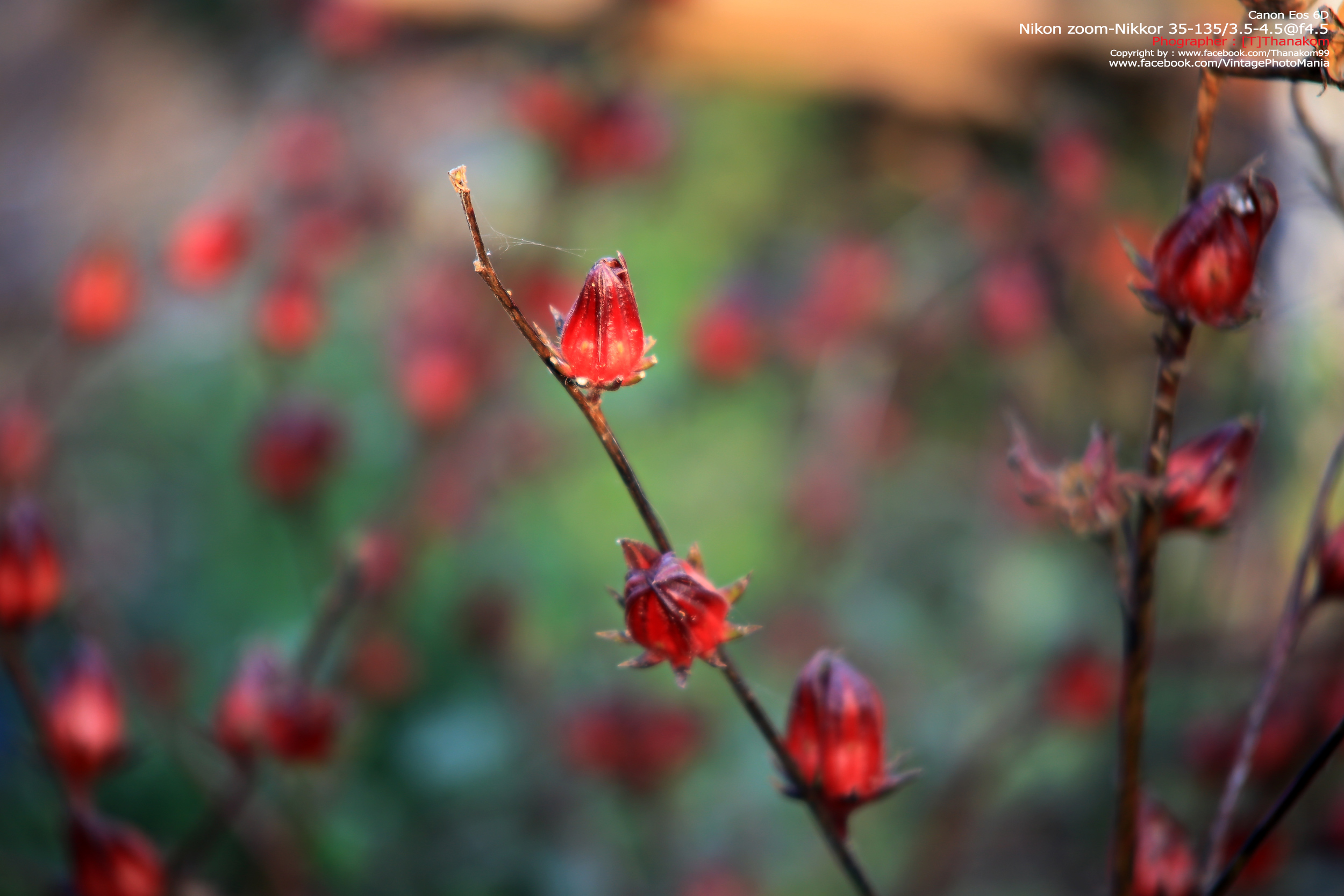 Nikon Zoom-Nikkor 35-135/3.5-4.5 *Nikon Ai-S Mount เลนส์ซูมอเนกประสงค์