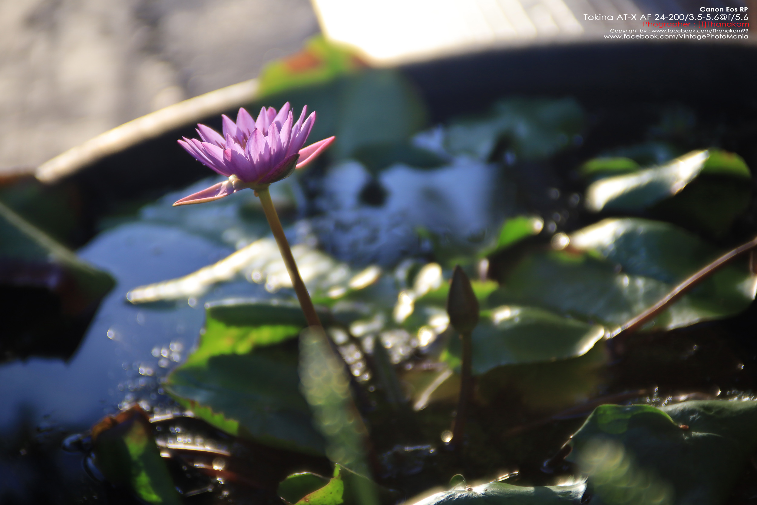 Tokina AT-X AF 24-200/3.5-5.6 Aspherical[IF] *Nikon AF-D Mount เลนส์ครอบจักรวาลรองรับฟูลเฟรม