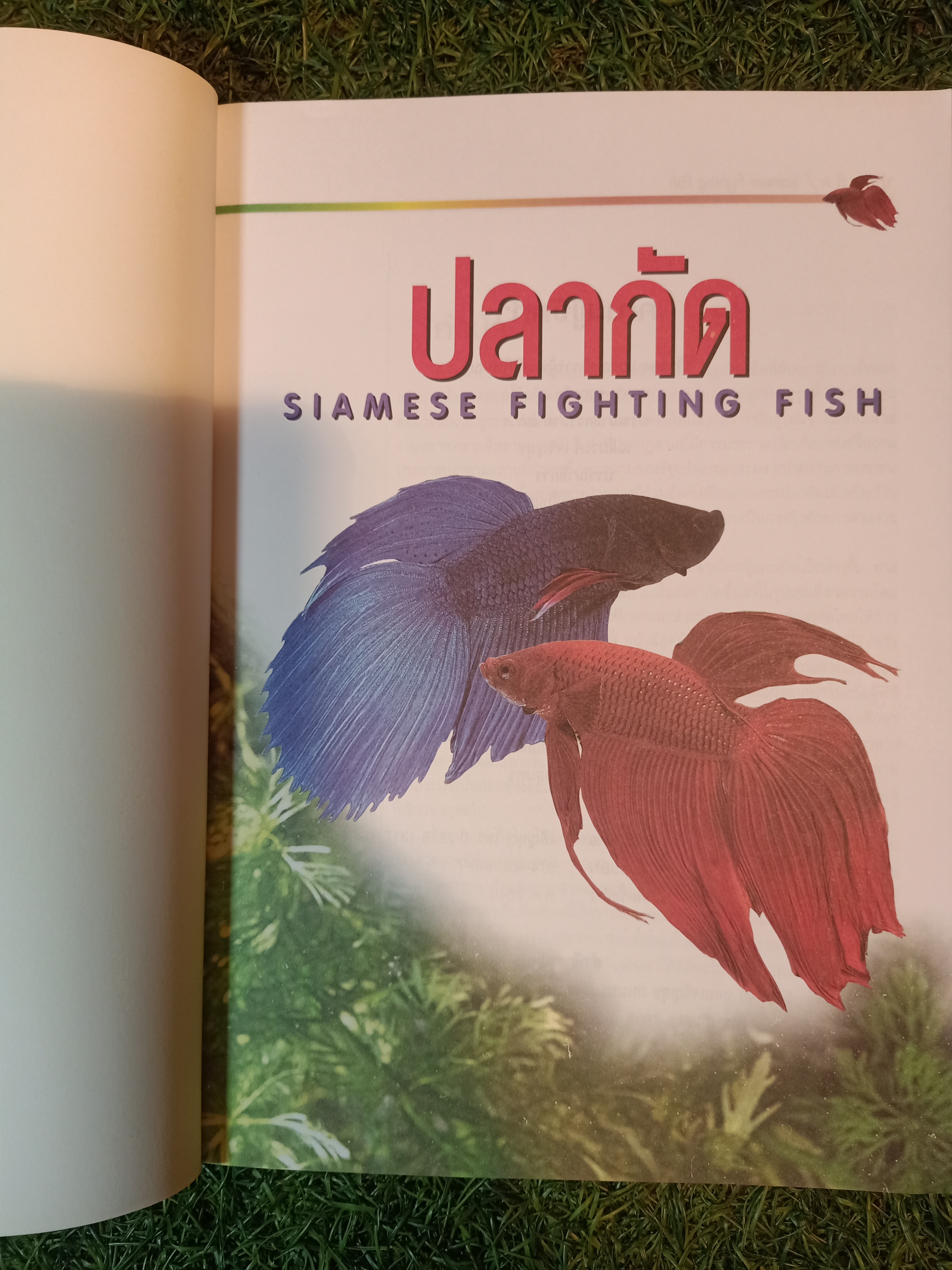สายพันธุ์และการเพาะเลี้ยง ปลากัด / ธนากร ฤทธิ์ไธสง