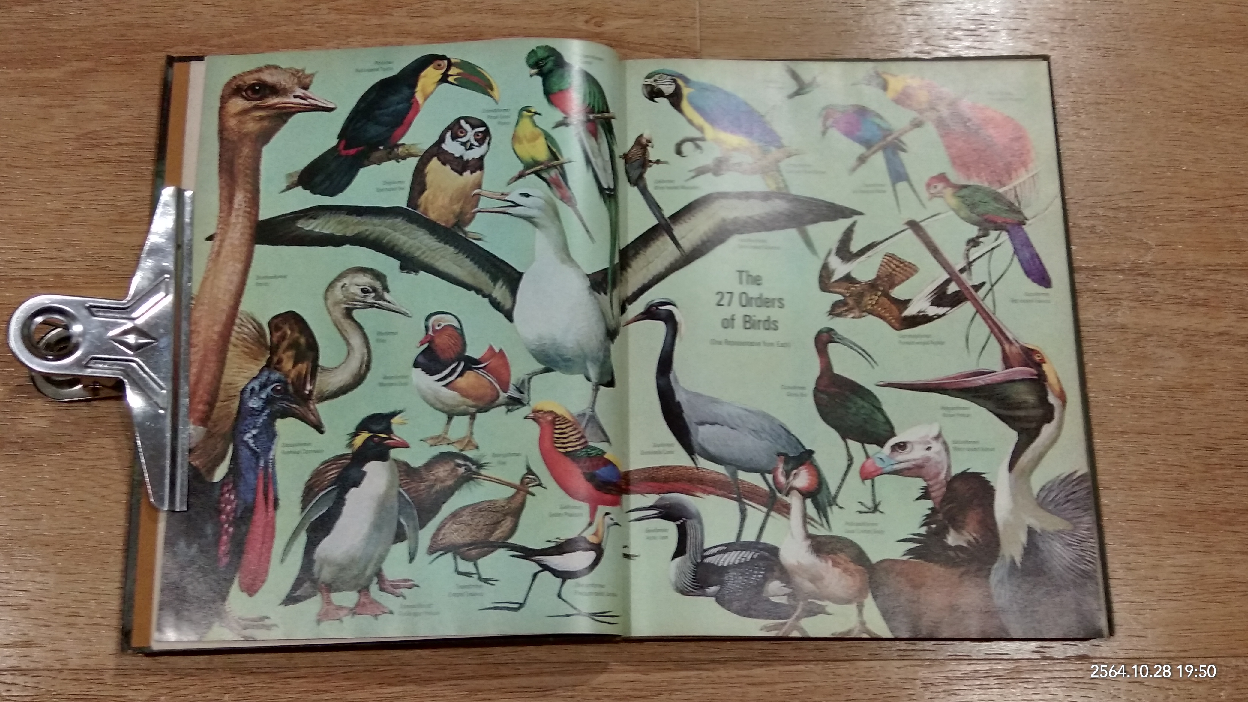 LIFE NATURE LIBRARY : THE BIRDS