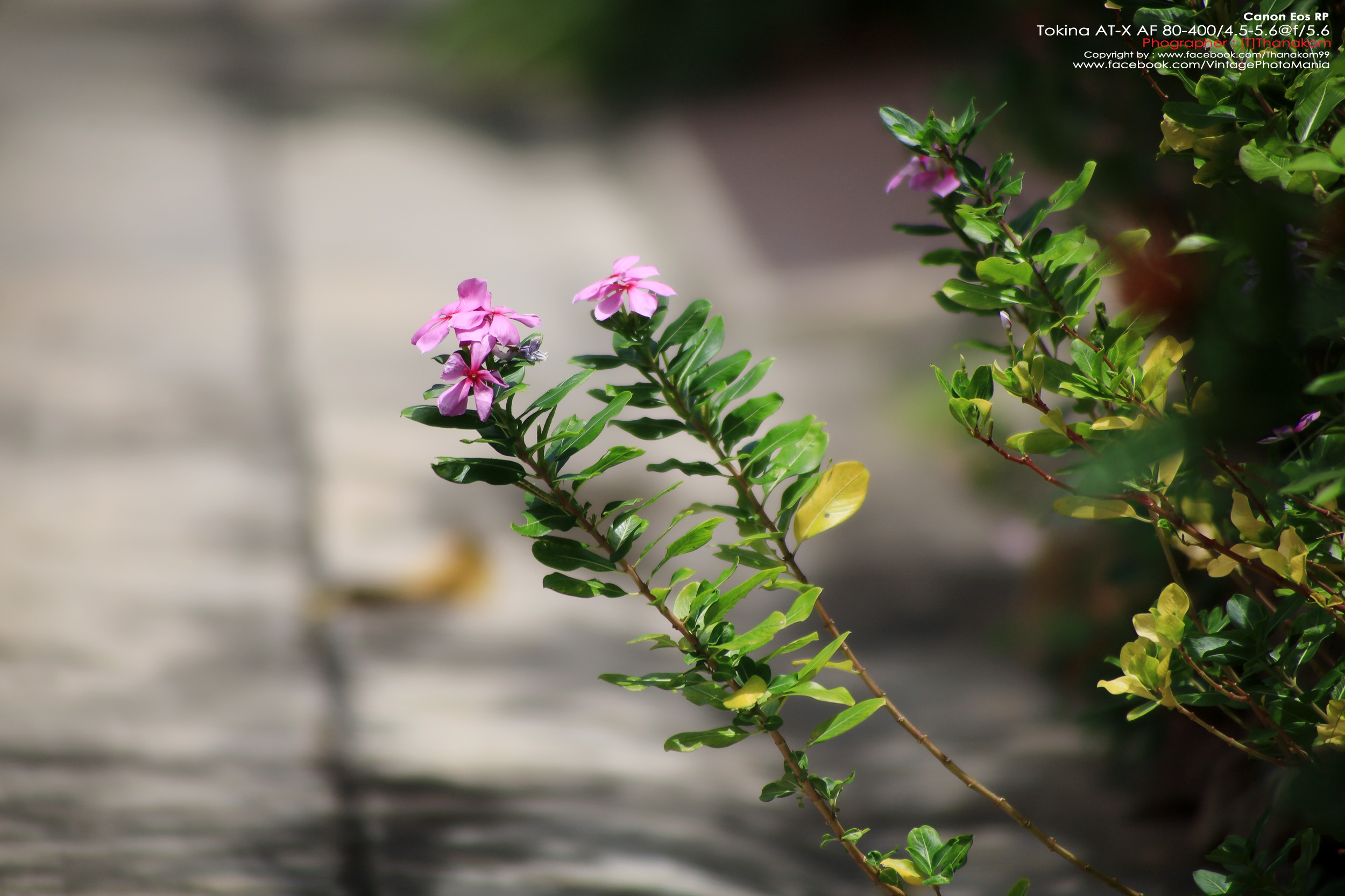 Tokina AT-X AF 100-300/4.0 Internal Focus *Nikon AF-D Mount เลนส์ซูมซูเปอร์เทเลสายถ่ายนกเอฟไม่ไหล