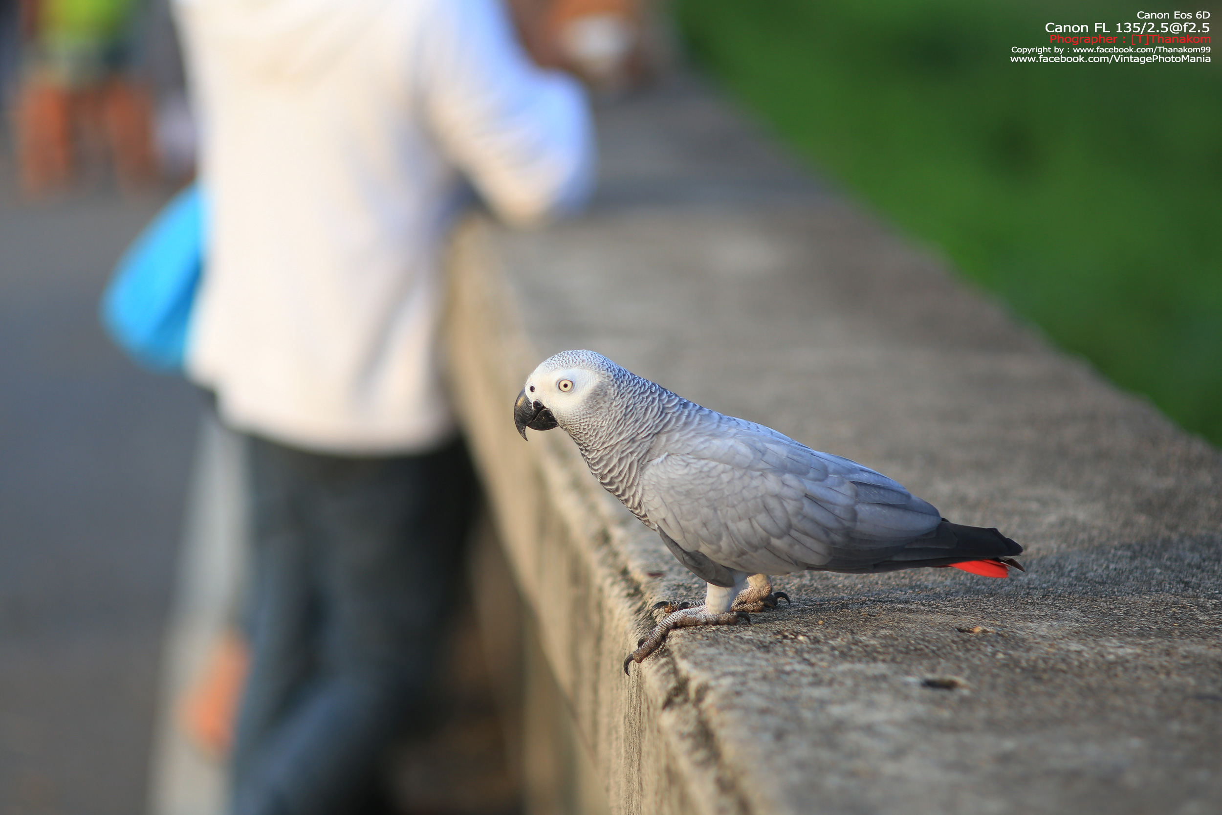 Canon FL 135/2.5 *Canon FD Mount เลนส์ไวแสงละลายฉากหลังสวย