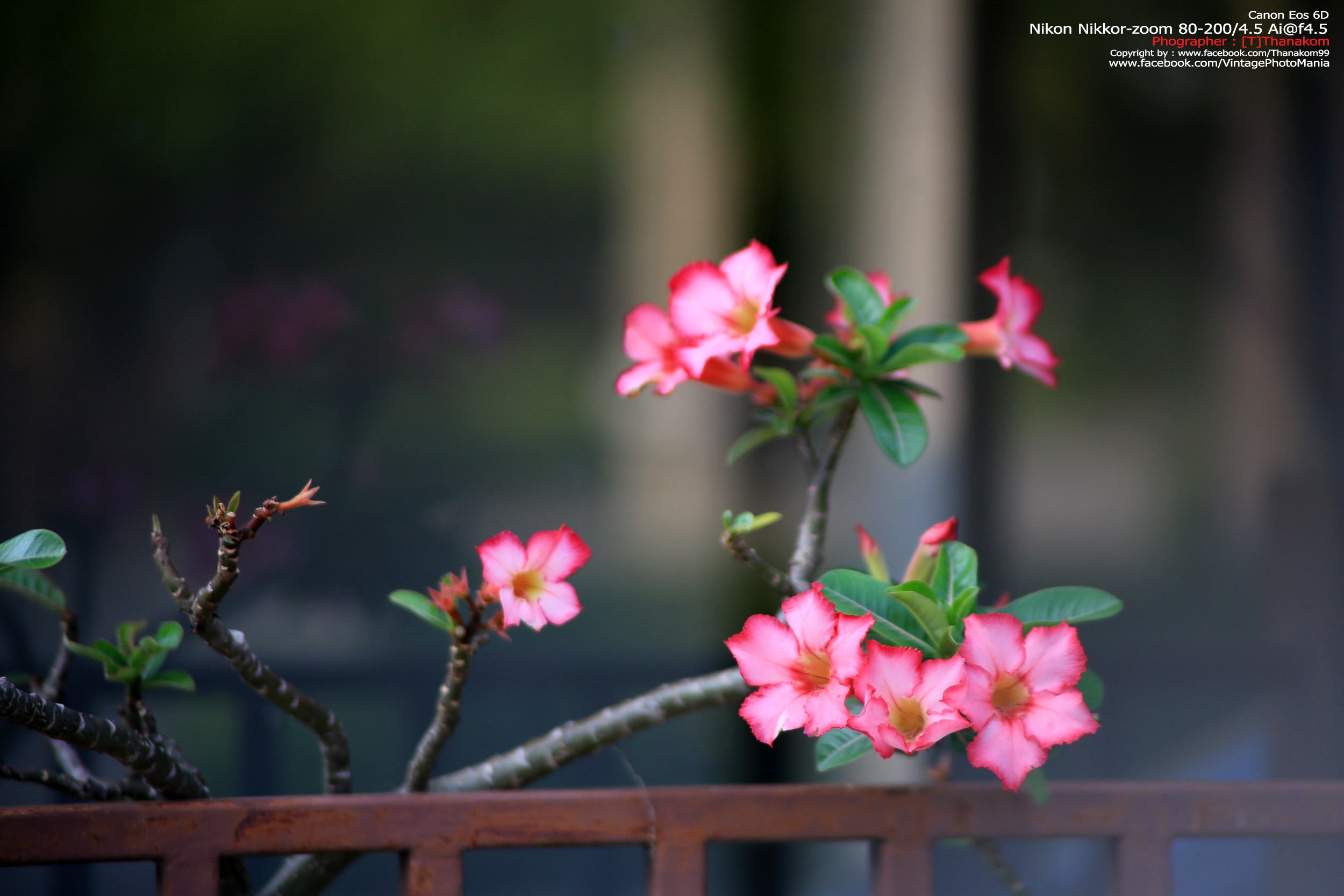 Nikon Zoom-Nikkor.C 80-200/4.5 *Nikon Ai-S Mount