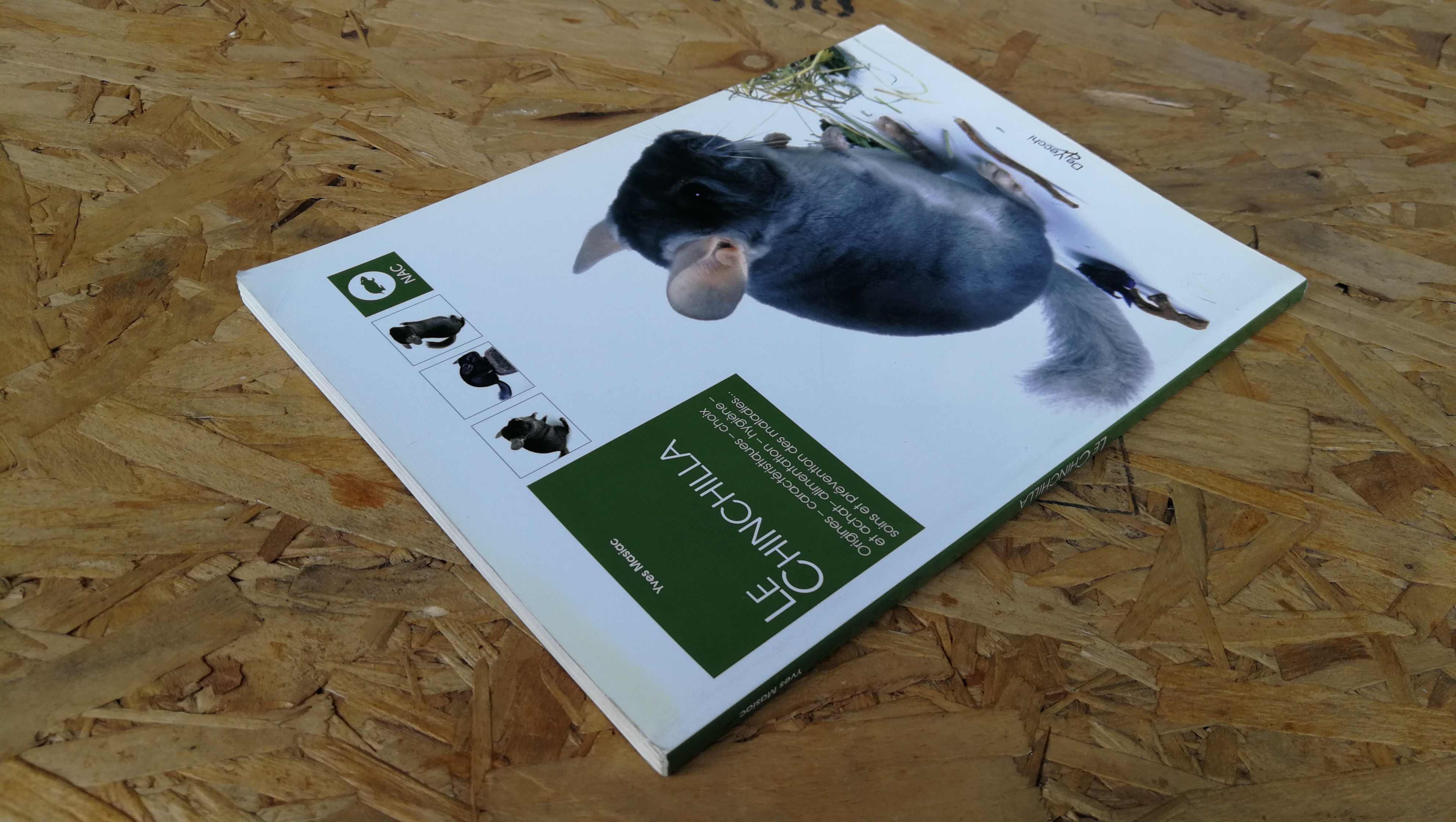 LE CHINCHILLA / Yves Masiac