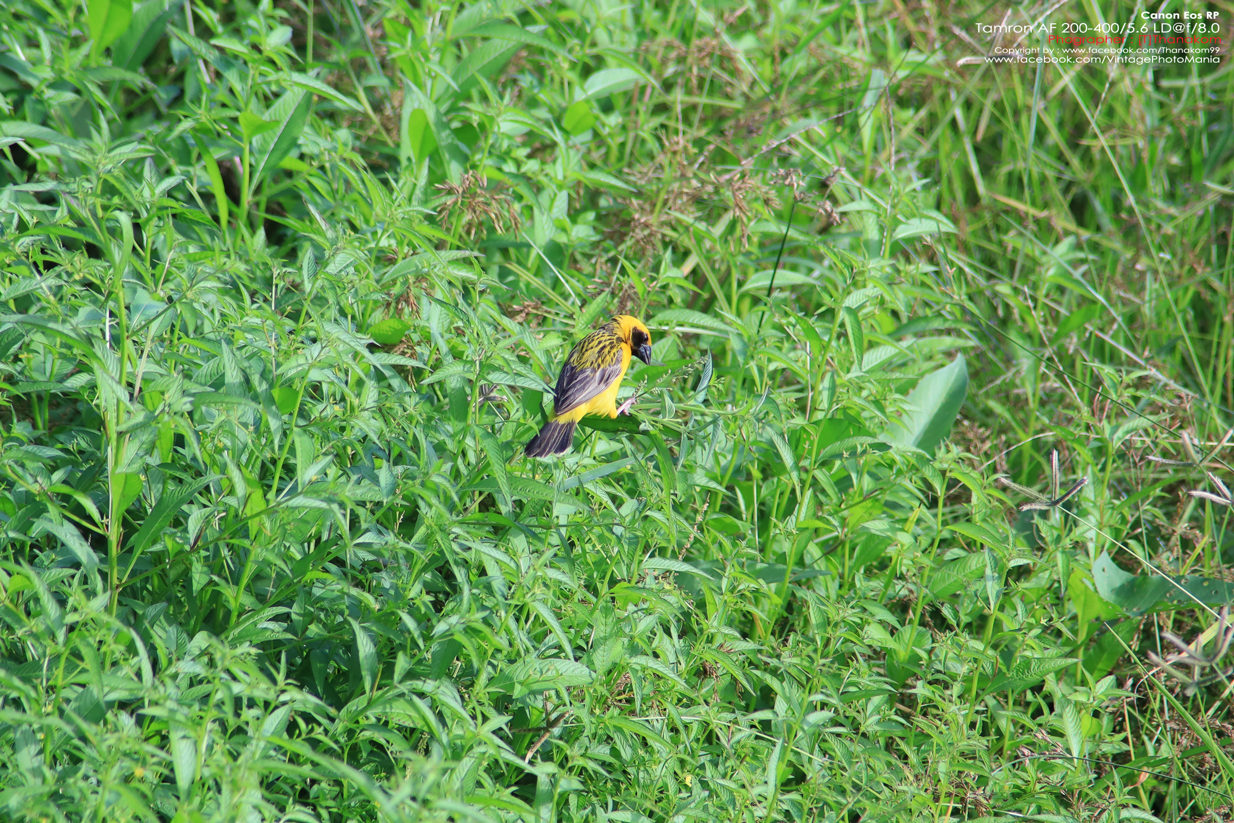 Tamron AF 200-400/5.6 LD *Canon EF เลนส์ซูมซูเปอร์เทเลสายถ่ายนกเอฟไม่ไหล