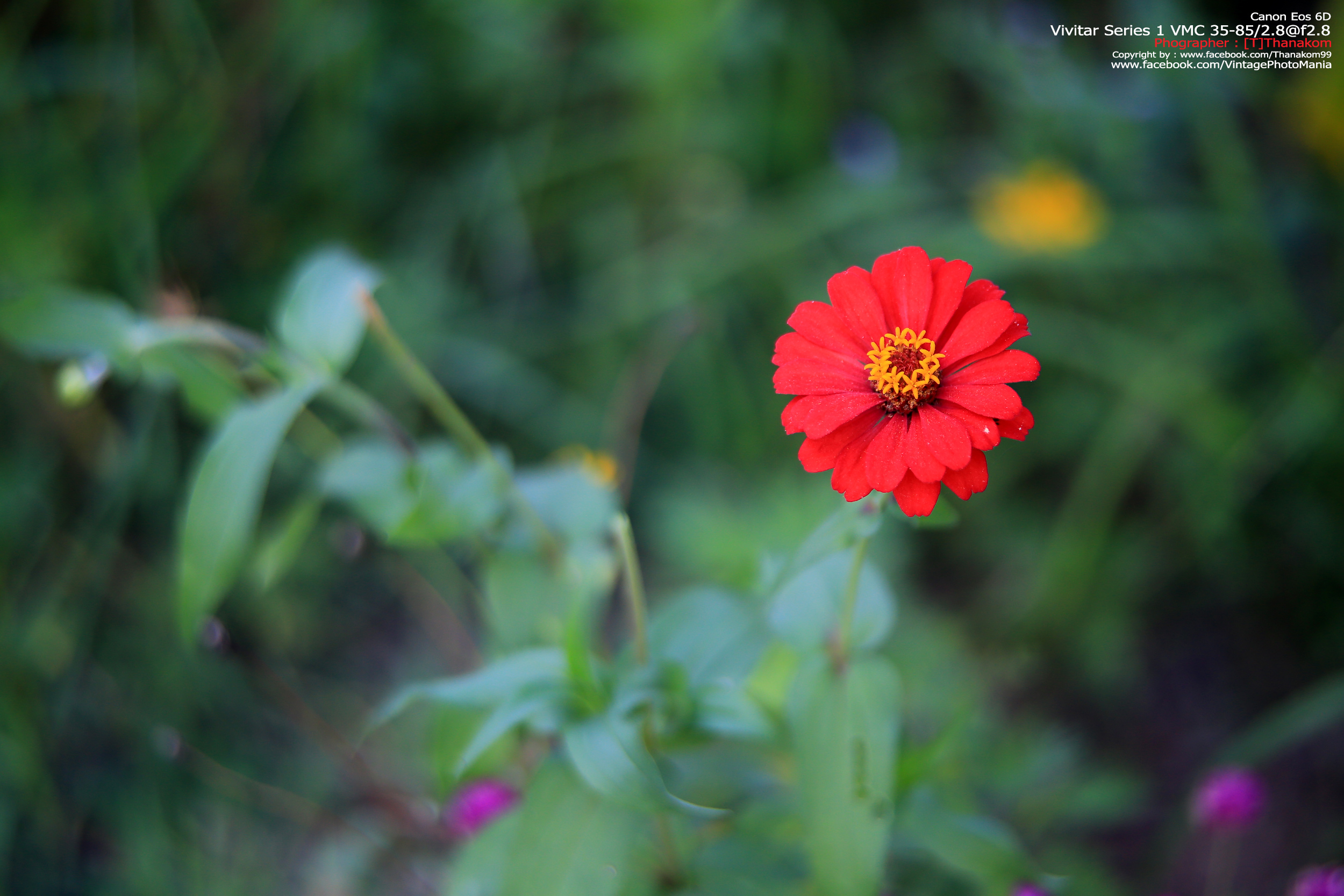 Vivitar Series-1 VMC 35-85/2.8 *FD Mount เลนส์ไวแสงที่หายากมากจากวิวิตา