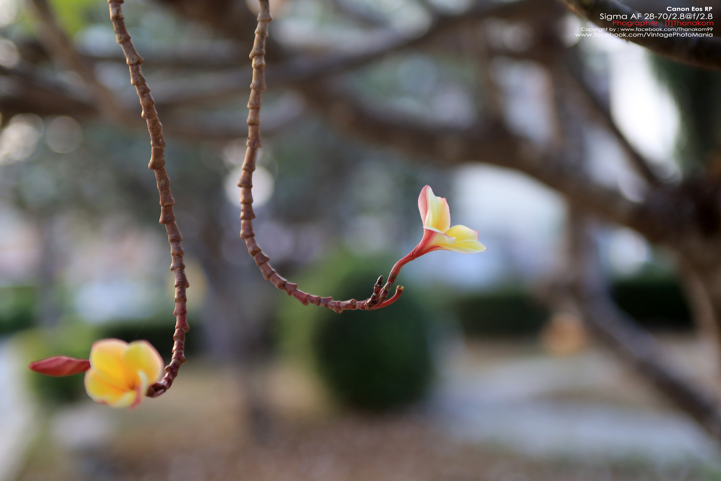 Sigma 28-70/2.8 *Nikon Ai-S Mount เลนส์โปรไวแสงละลายฉากหลังสวย