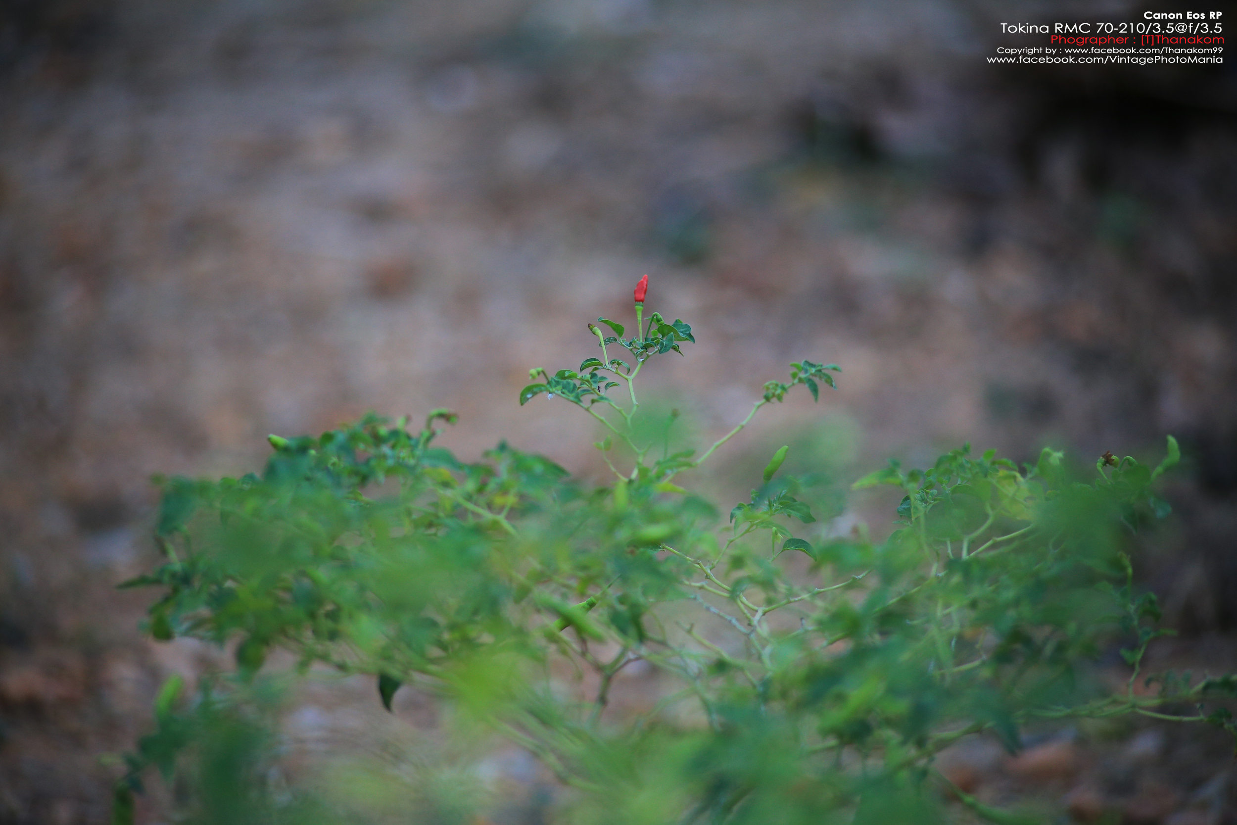 Tokina RMC 70-210/3.5 *Nikon Ai-S Mount เลนส์ไวแสงคมๆโบเก้สวย