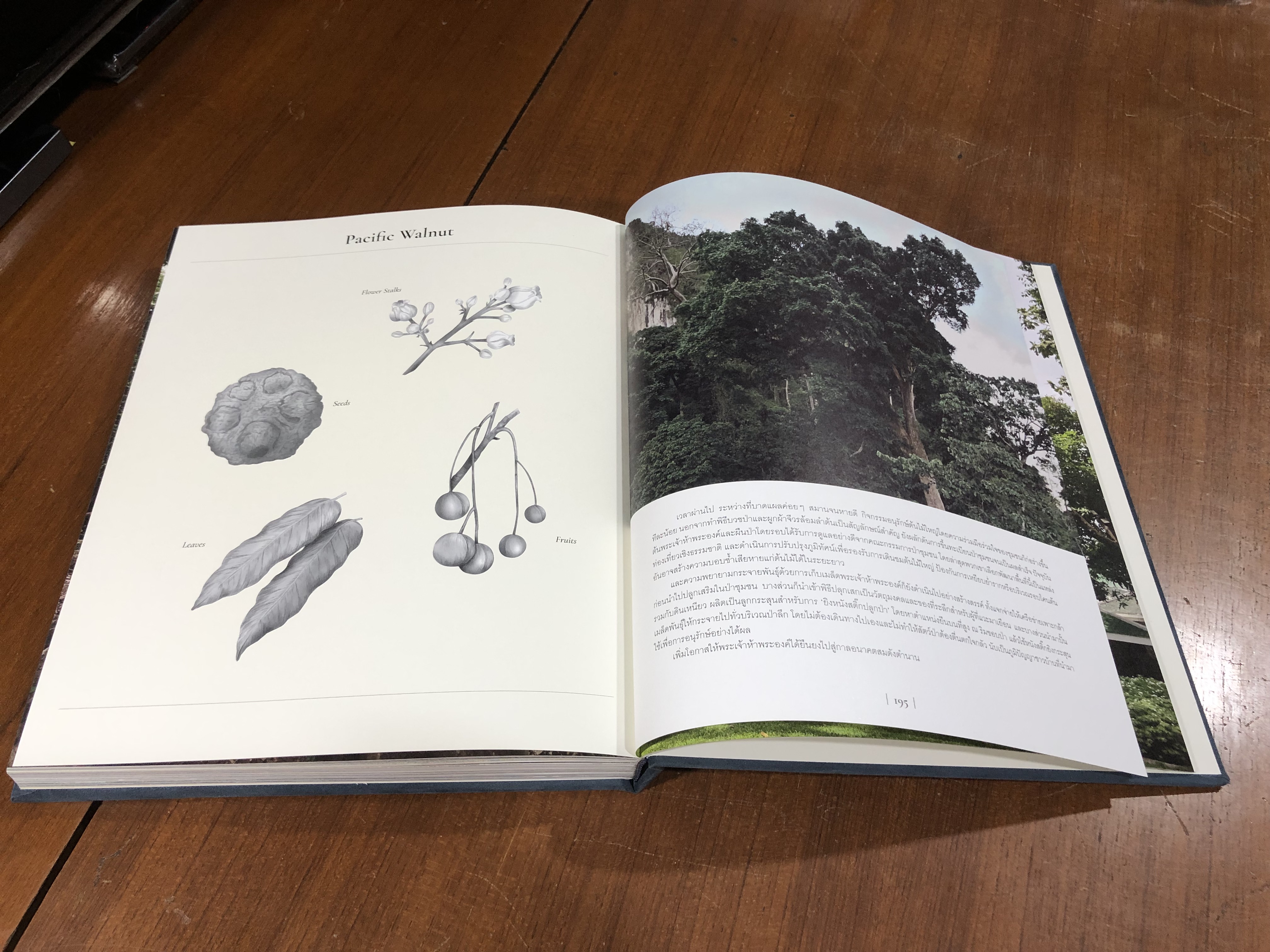 Gallery of trees. / กลุ่มธุรกิจการเงินเกียรตินาคินภัทร