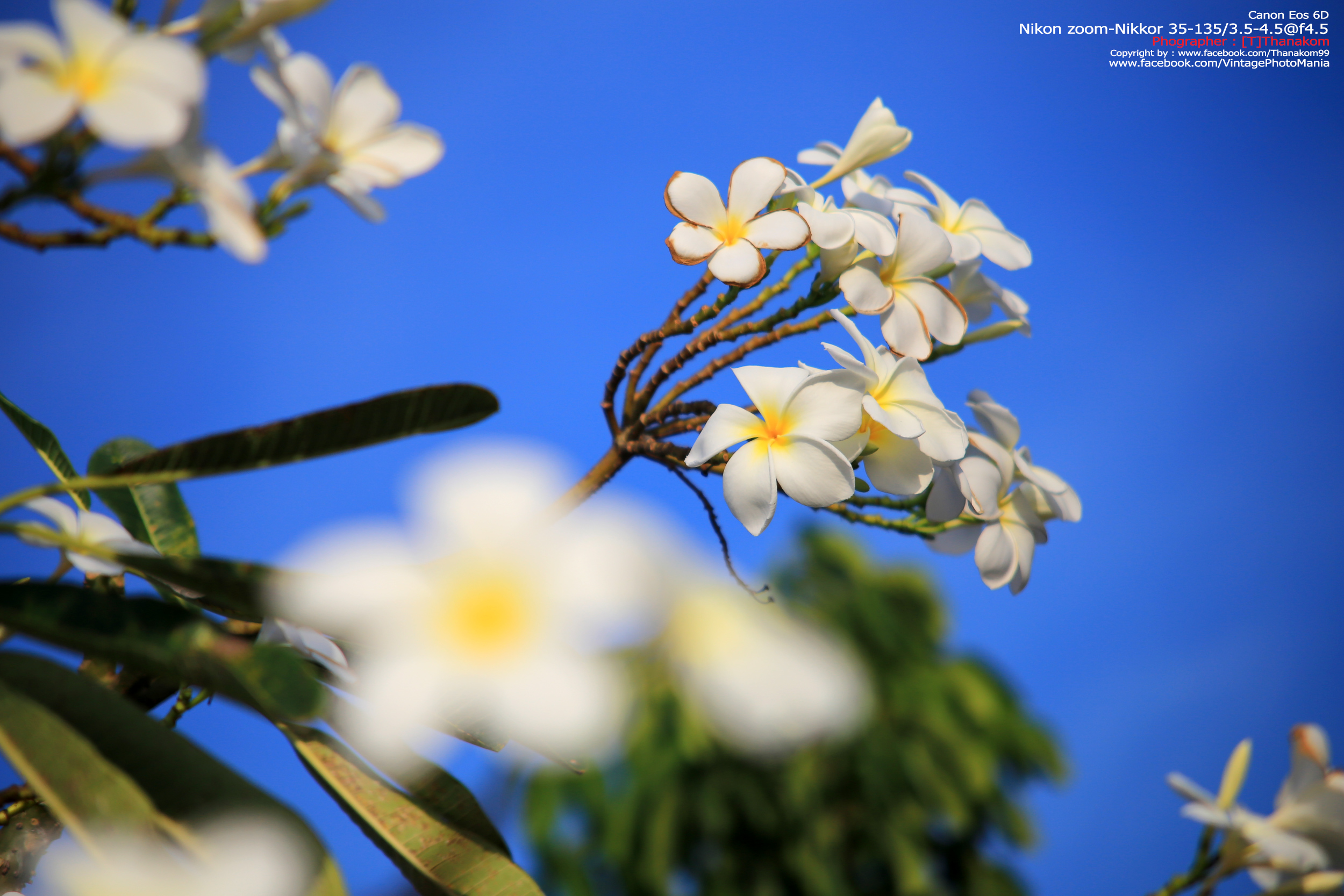 Nikon Zoom-Nikkor 35-135/3.5-4.5 *Nikon Ai-S Mount เลนส์ซูมอเนกประสงค์