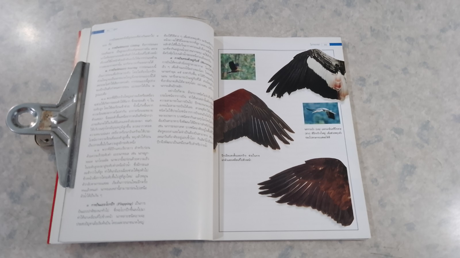 ดูนก / รุ่งโรจน์ จุกมงคล