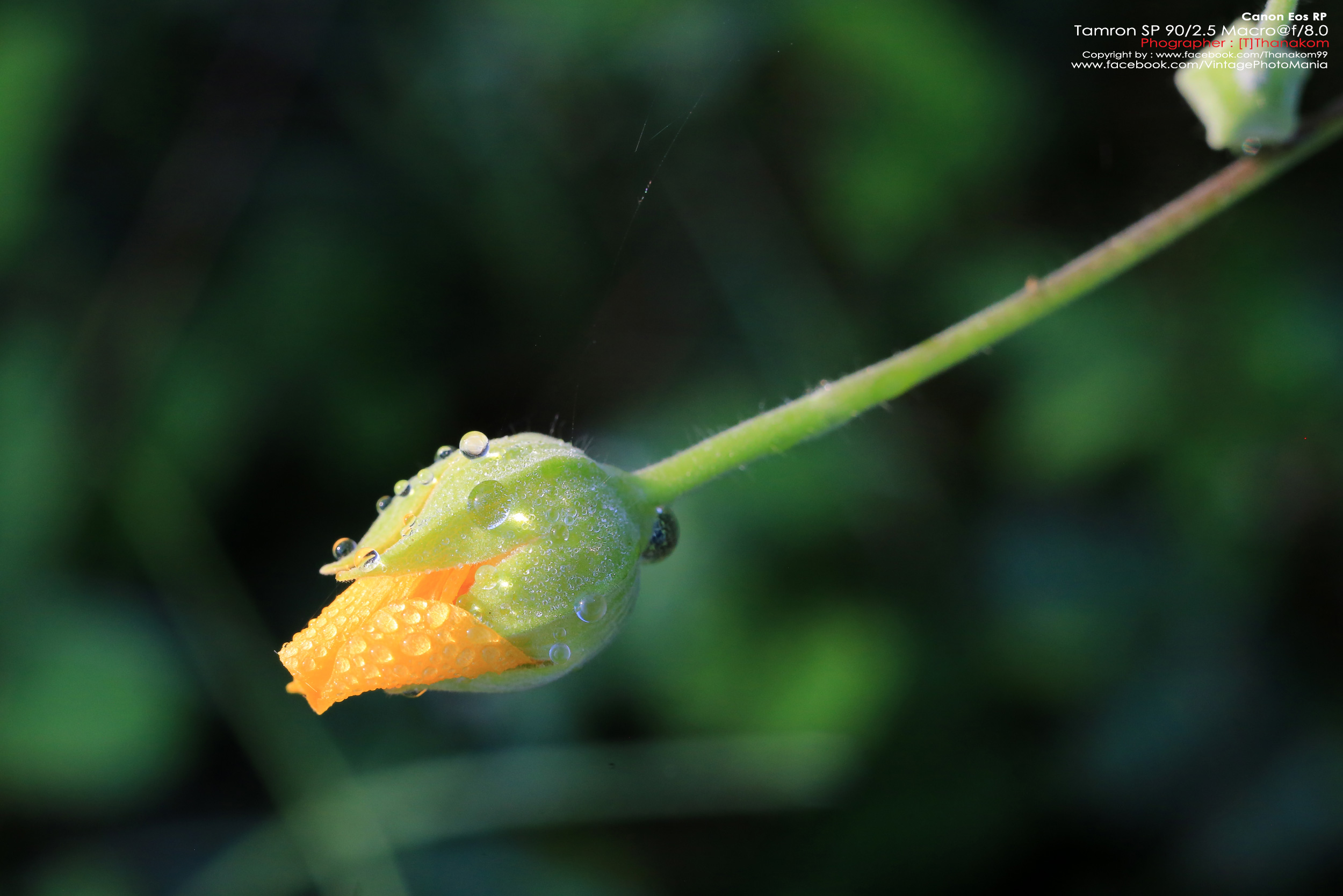 Tamron SP 90/2.5 Macro+Tamron Tube *Nikon Ai-S Mount เลนส์พรอตเทรตมาโครเอฟกว้าง