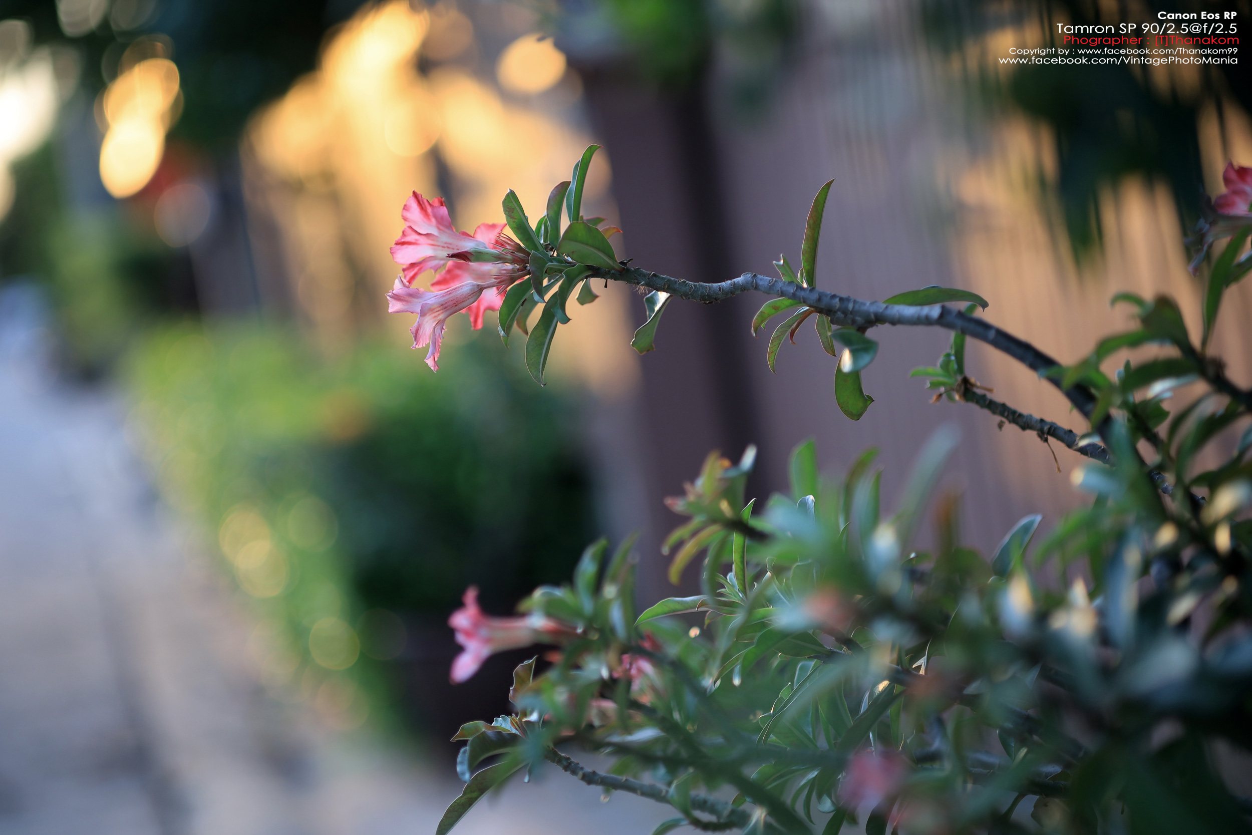 Tamron SP AF 90/2.5 Macro *Sony A-Mount