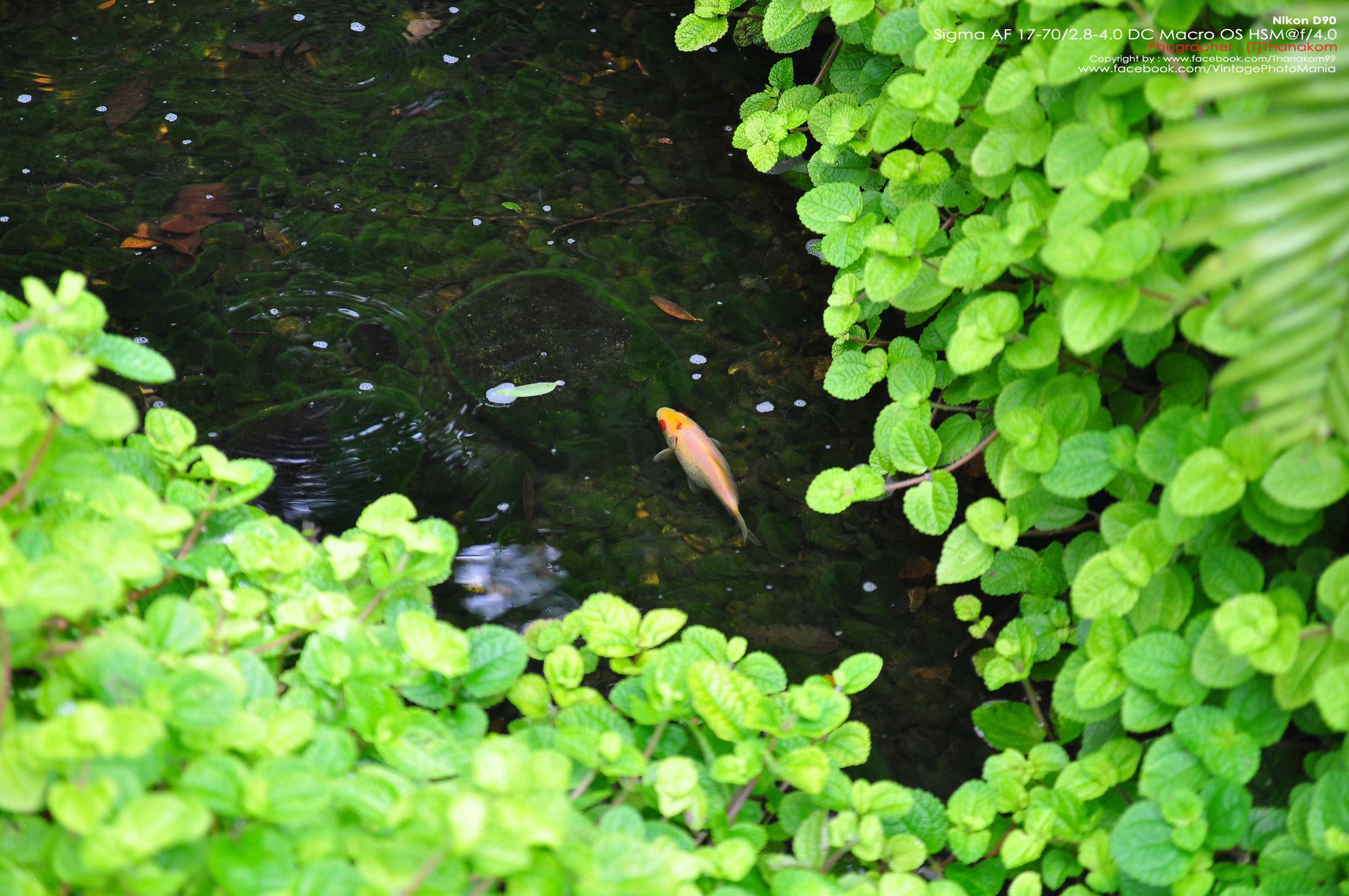 Sigma AF 17-70/2.8-4.5 DC HSM *Canon EF-S Mount [USED]